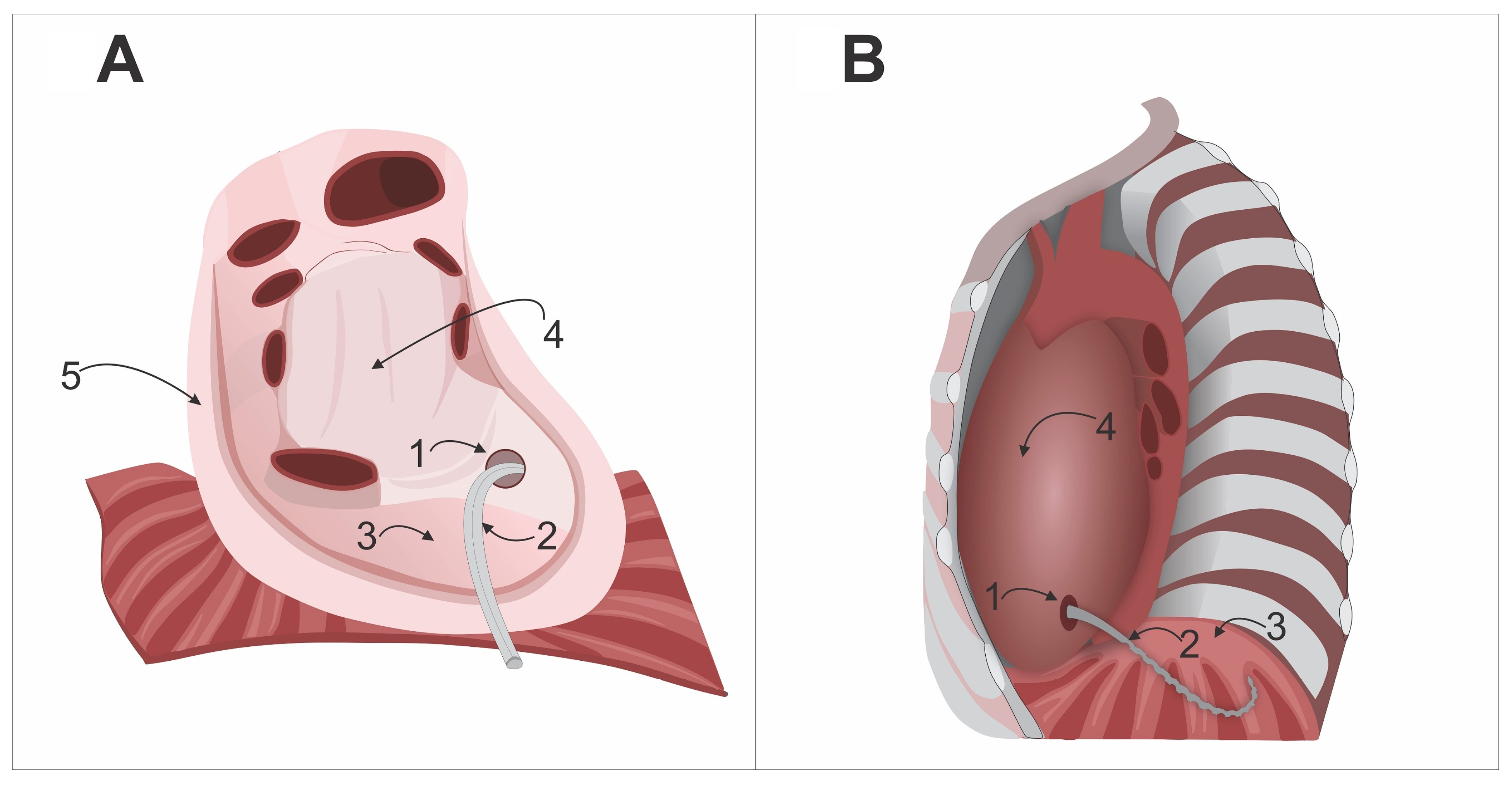 Biomedicines 13 01999 g002 Biomedicines 13 01999 g002