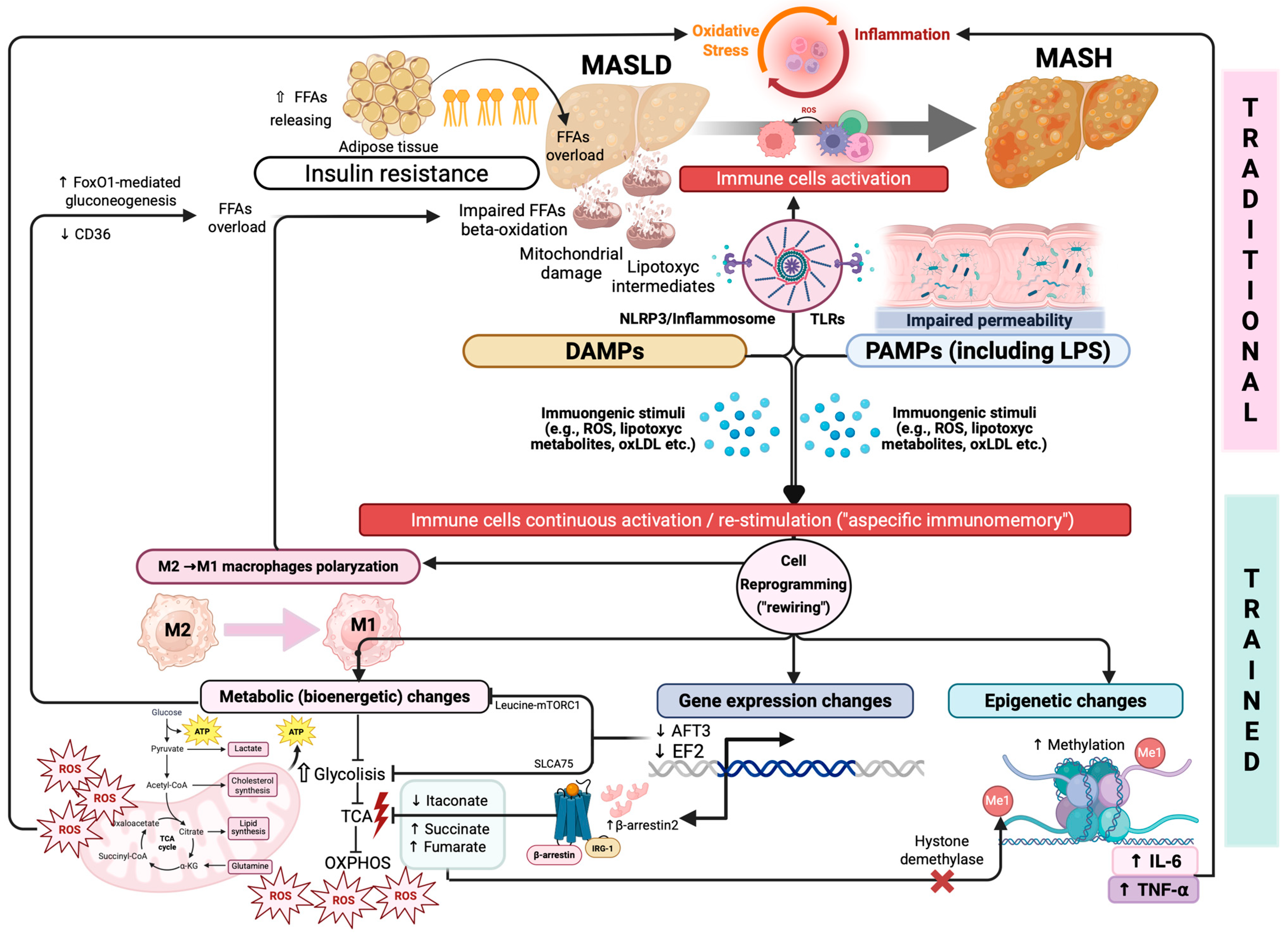 Biomedicines 13 02004 g001 Biomedicines 13 02004 g001