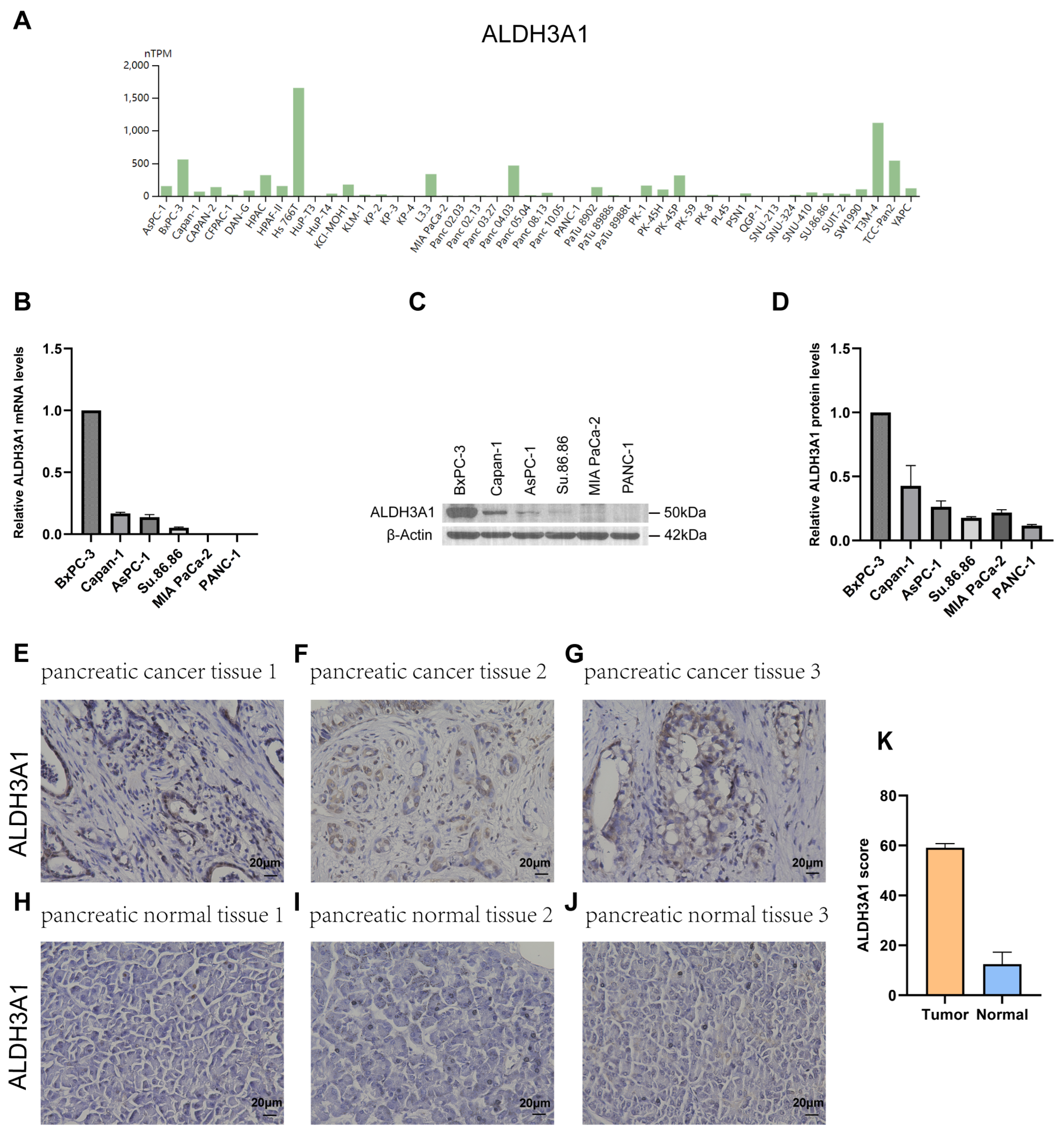 Biomedicines 13 02018 g003 Biomedicines 13 02018 g003