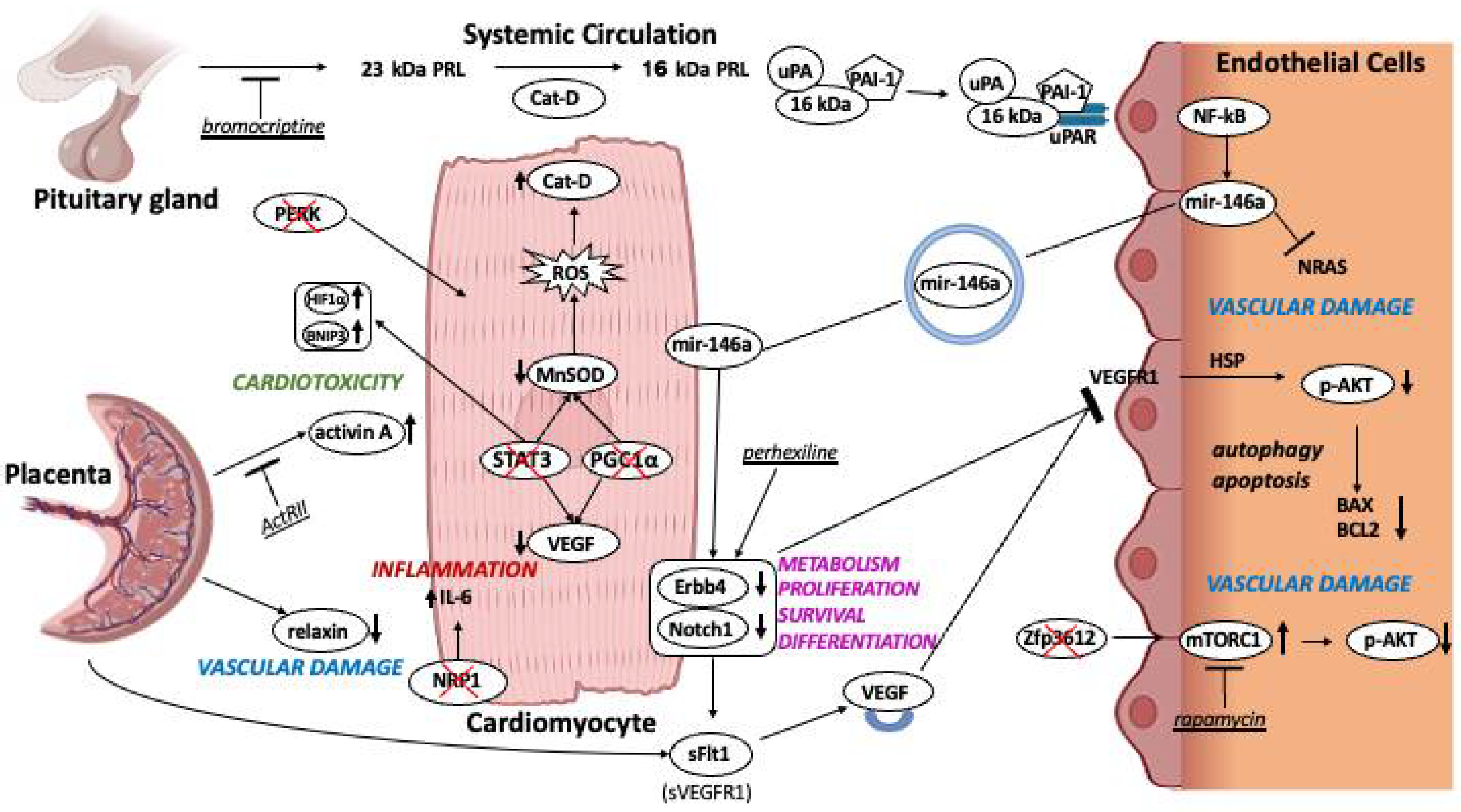 Biomedicines 13 02026 g002