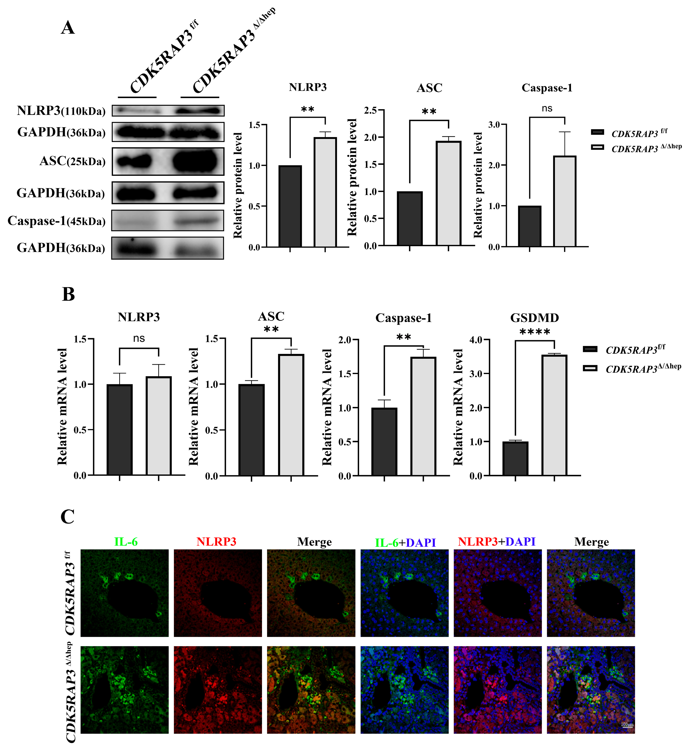 Biomedicines 13 02030 g003