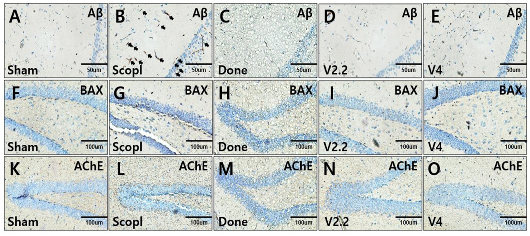 Biomedicines 13 02031 g005 Biomedicines 13 02031 g005