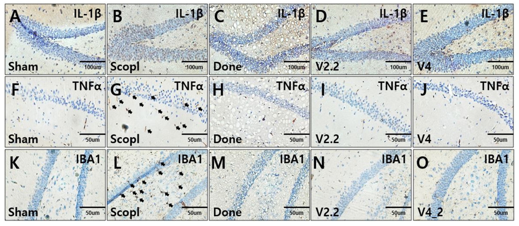 Biomedicines 13 02031 g006 Biomedicines 13 02031 g006