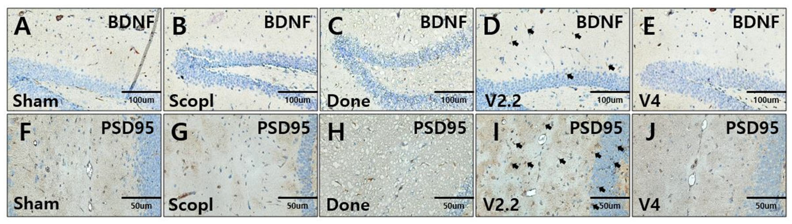 Biomedicines 13 02031 g007 Biomedicines 13 02031 g007