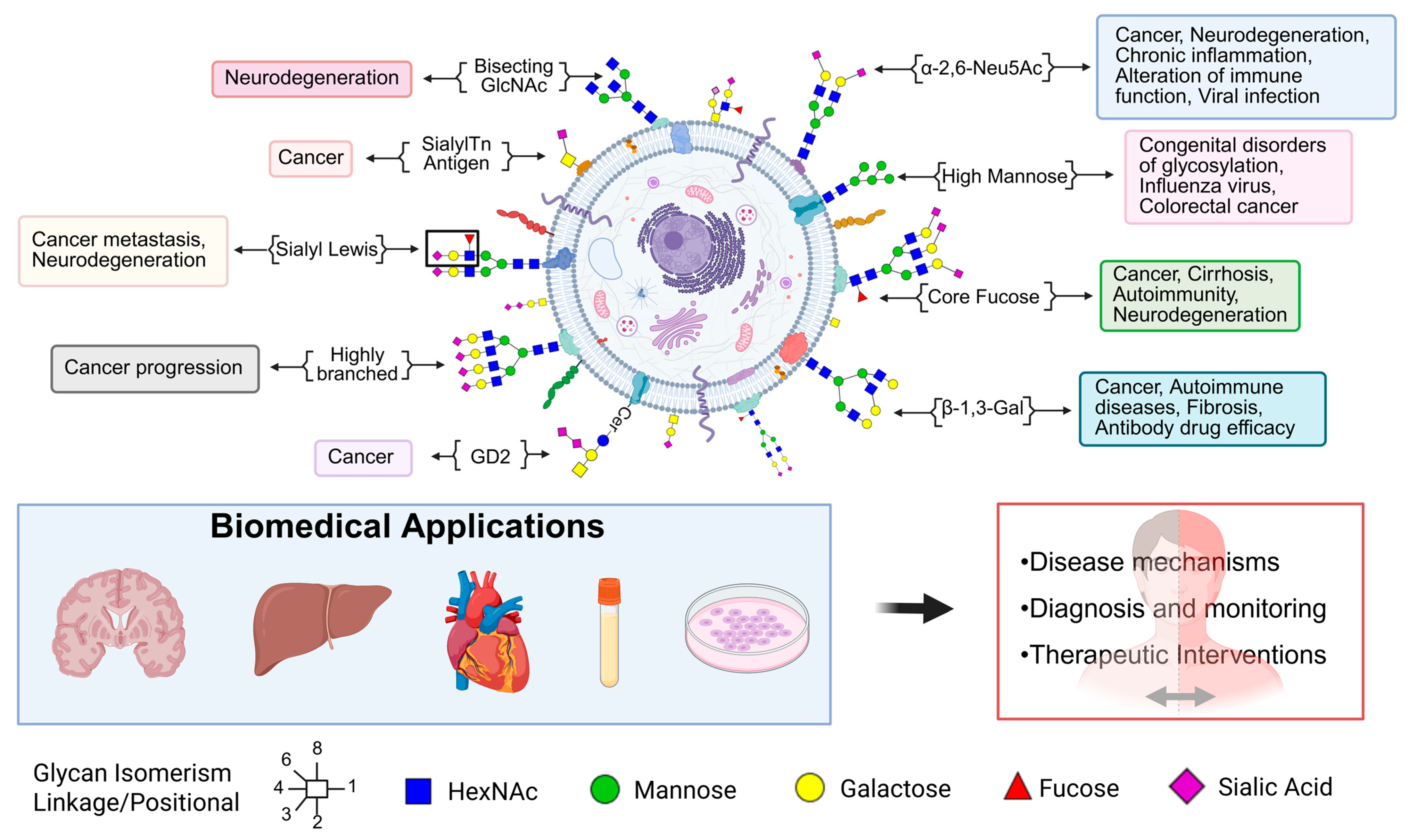 Biomedicines 13 02034 g002 Biomedicines 13 02034 g002