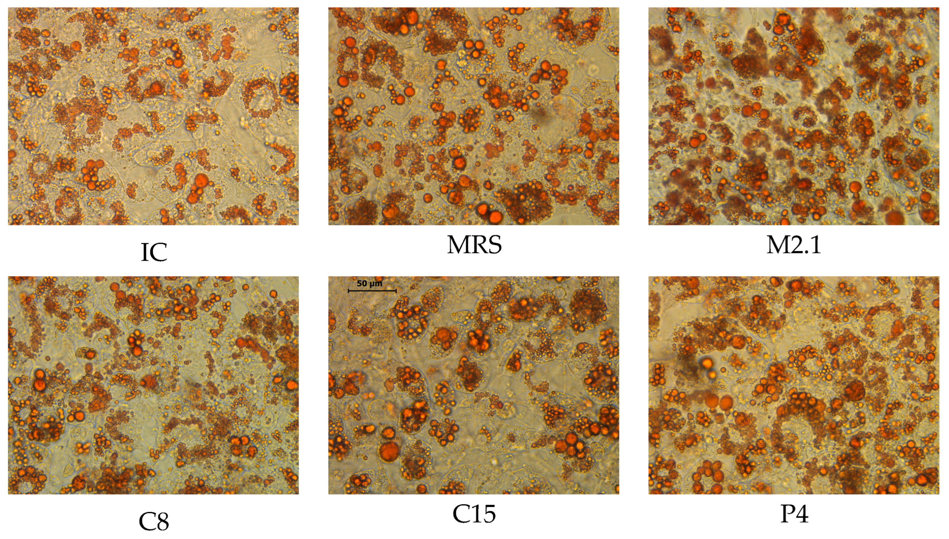 Biomedicines 13 02036 g001 Biomedicines 13 02036 g001