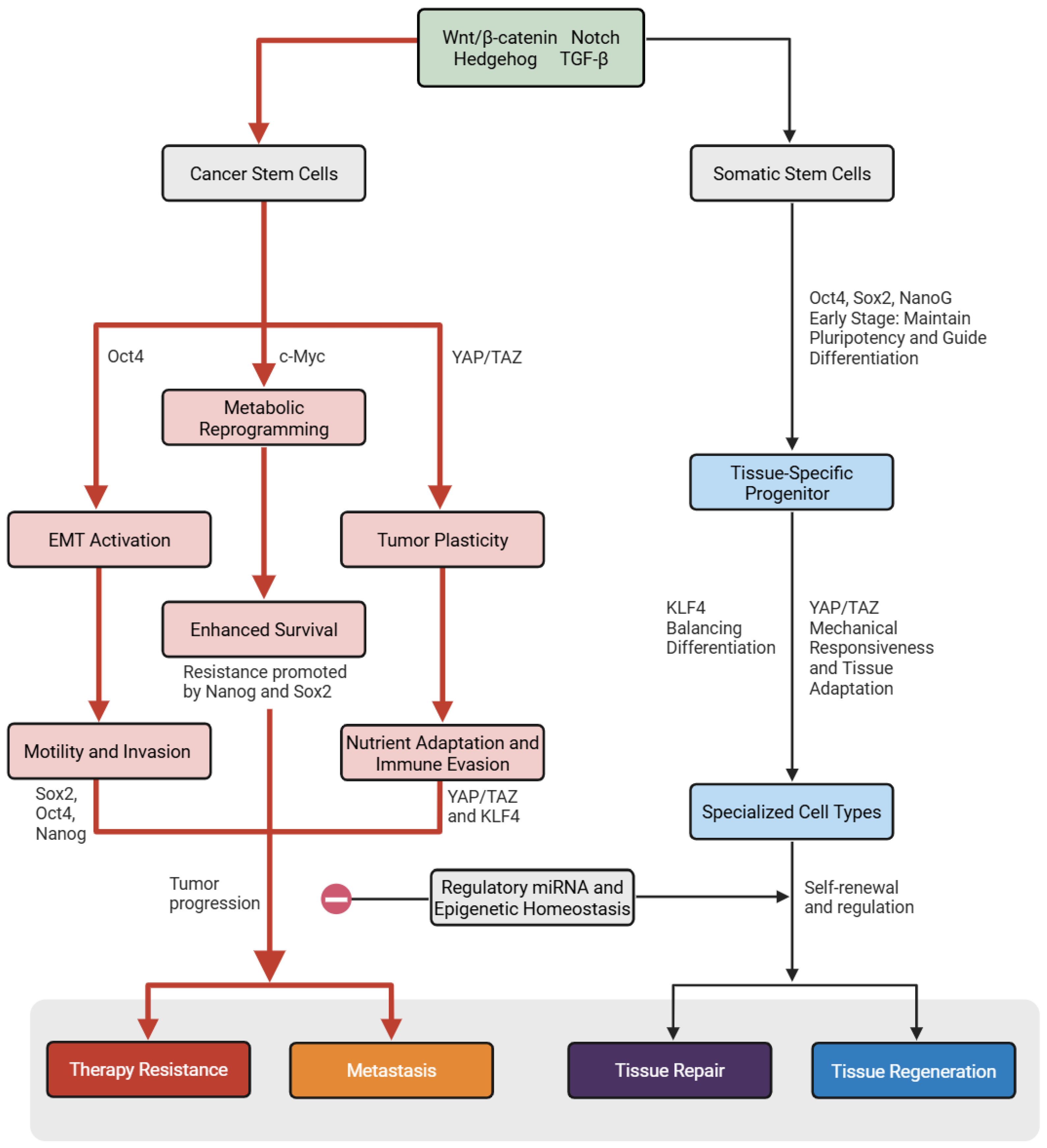 Biomedicines 13 02039 g001 Biomedicines 13 02039 g001