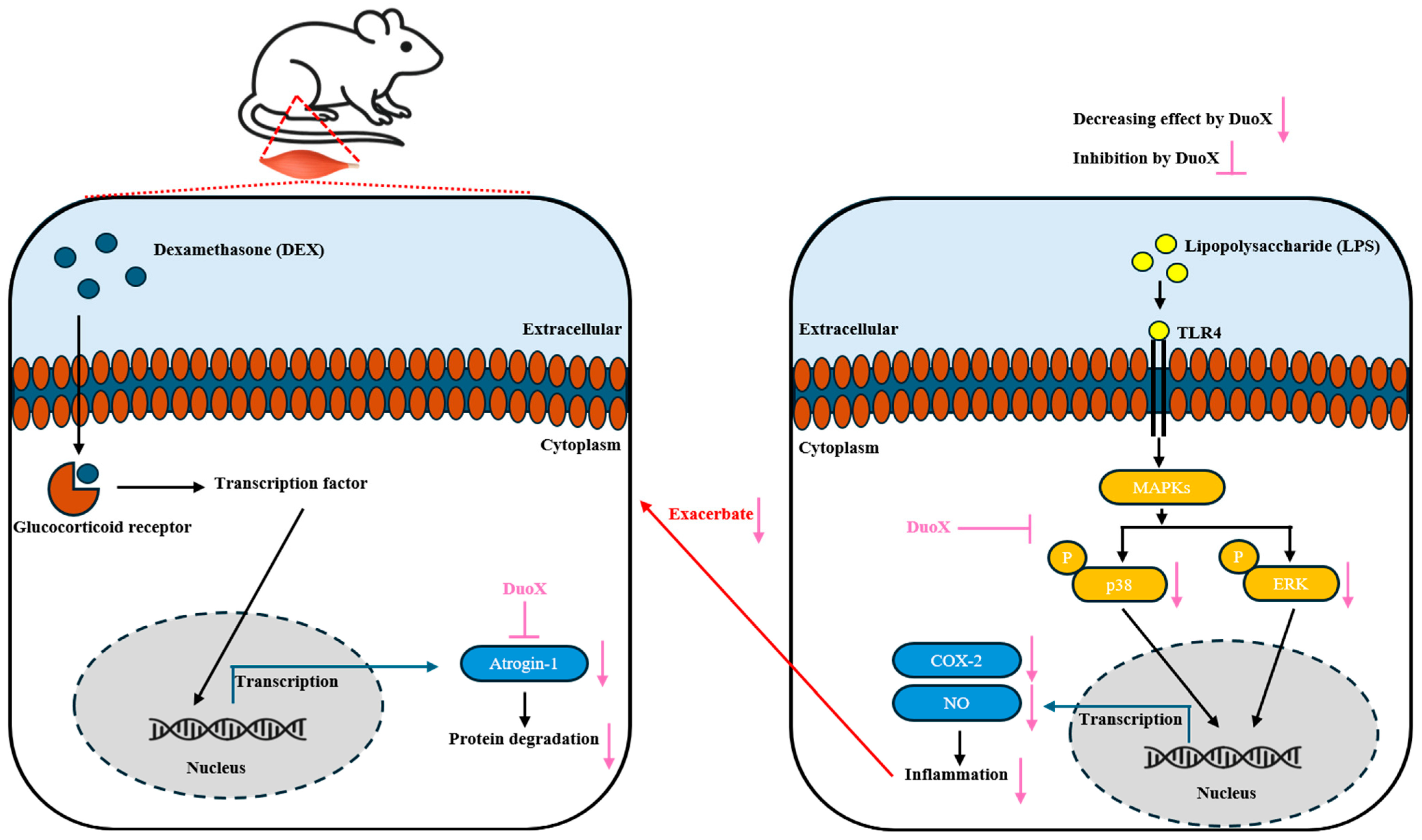 Biomedicines 13 02046 g008