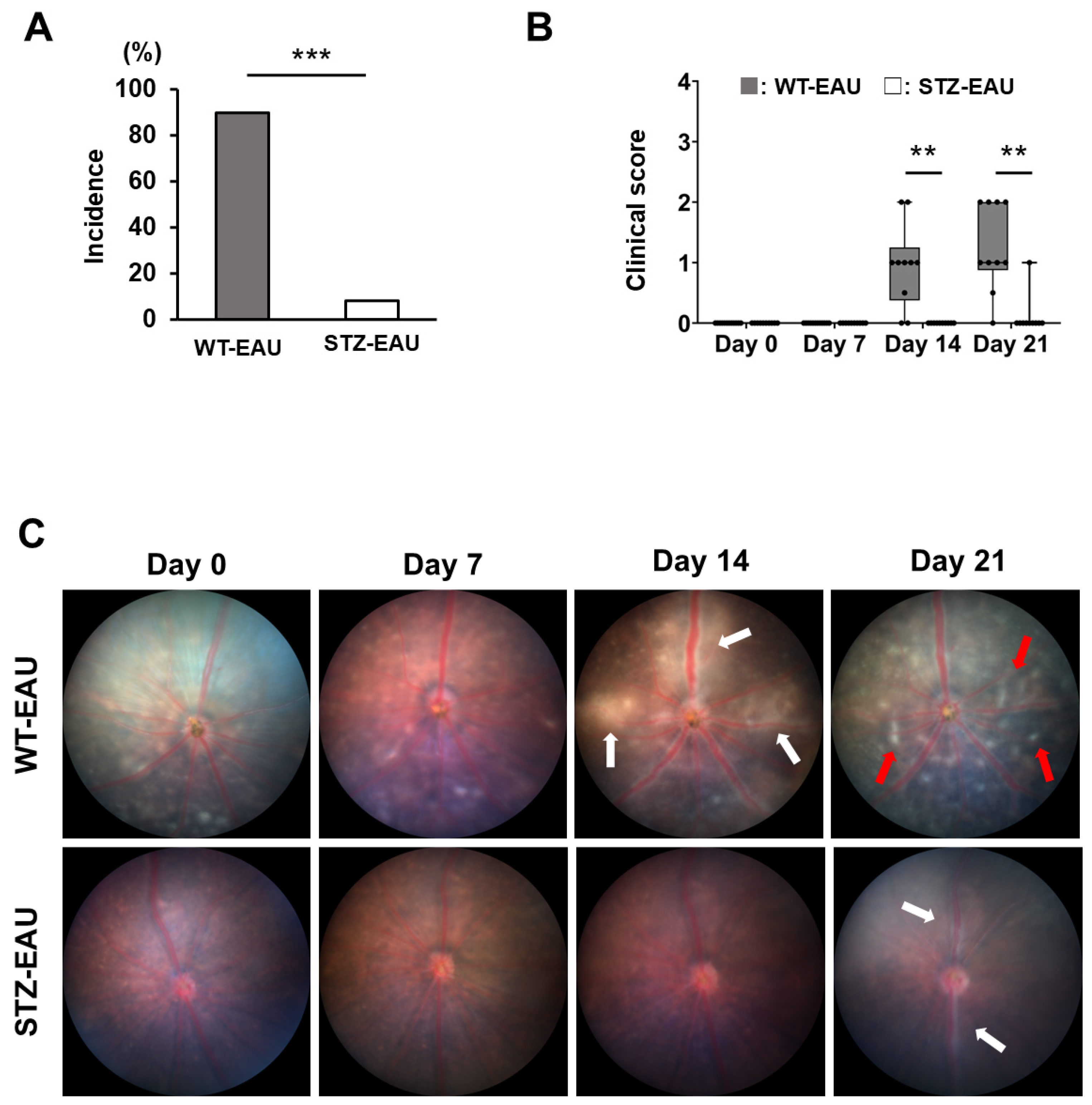 Biomedicines 13 02049 g001