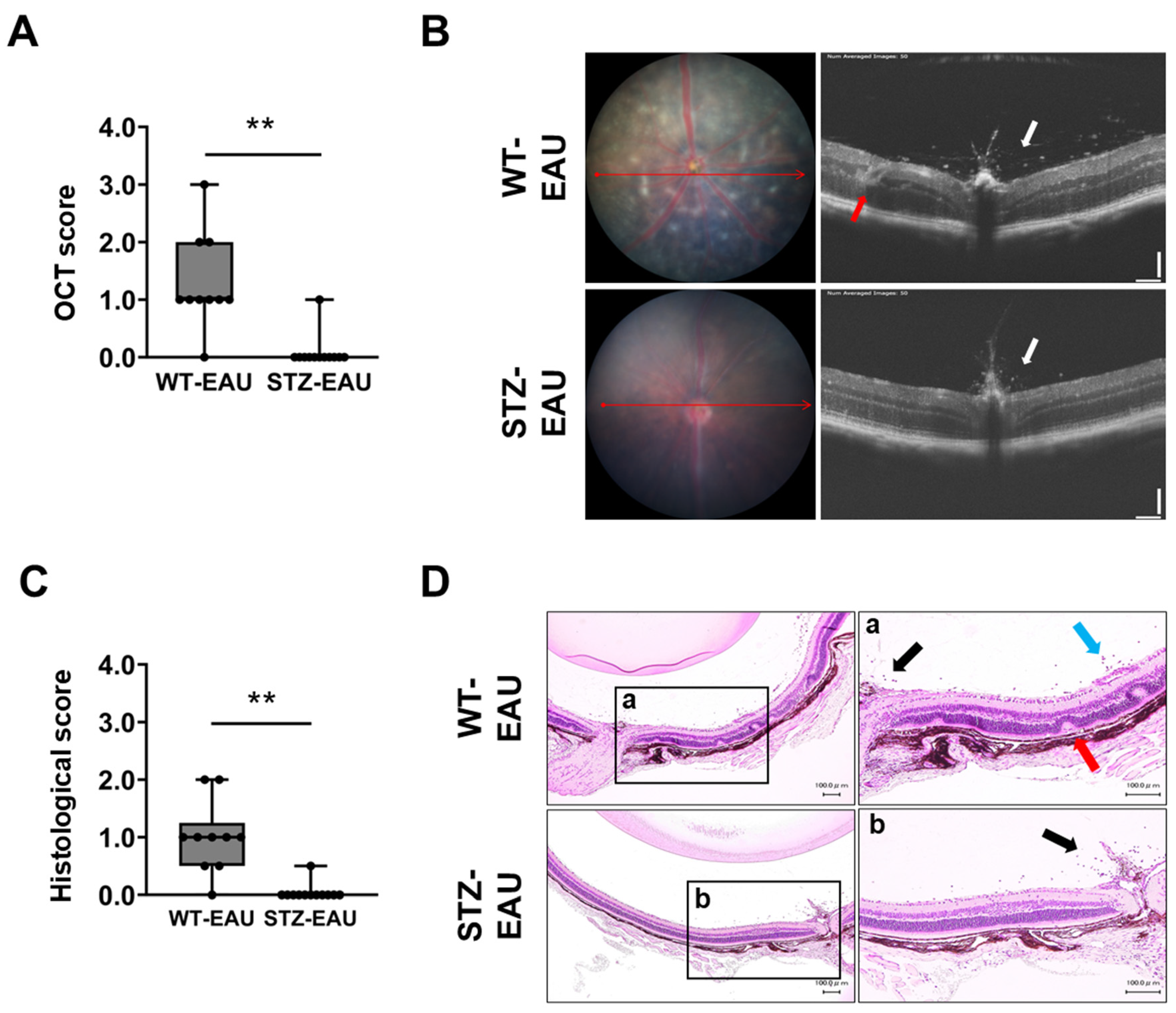 Biomedicines 13 02049 g002