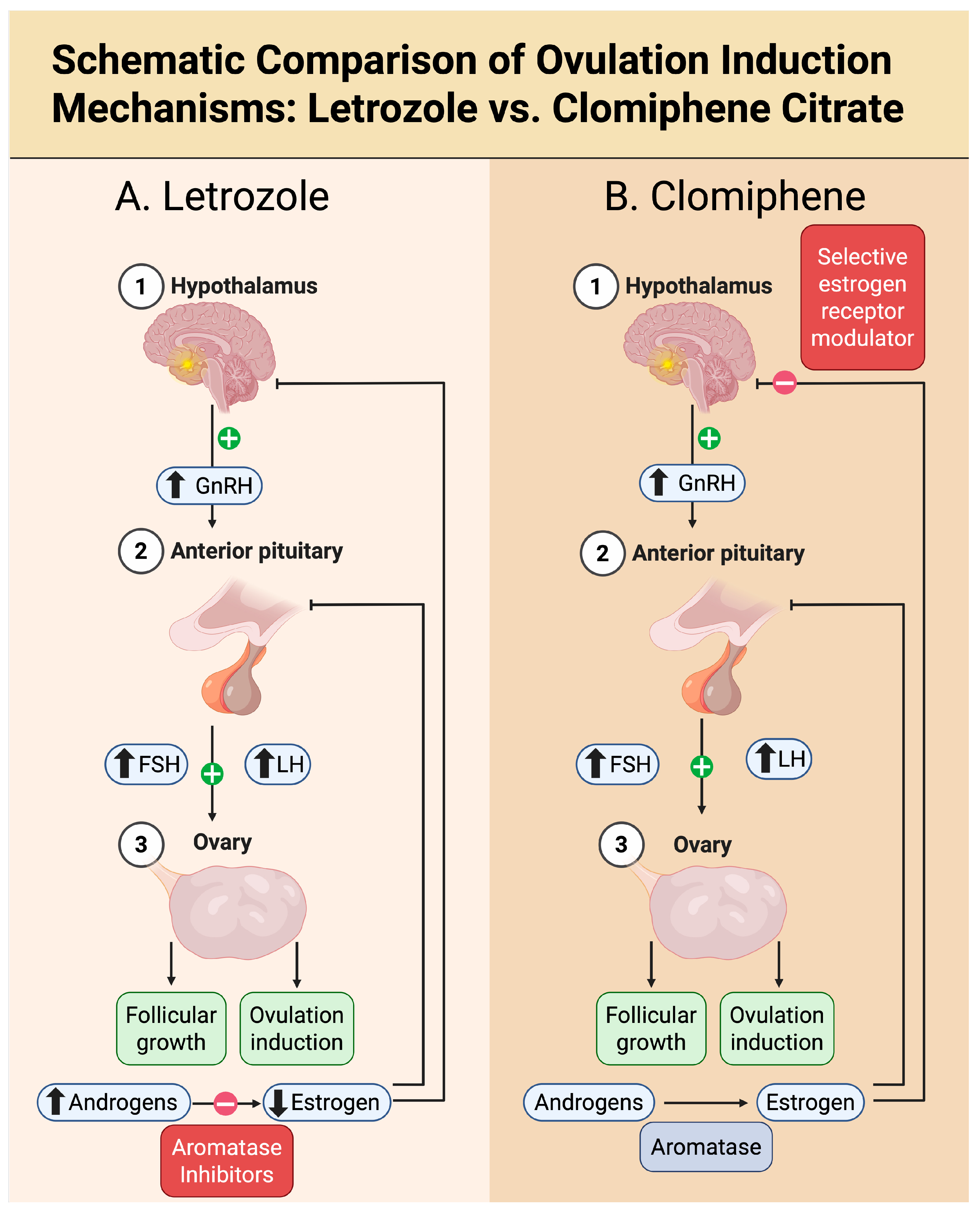 Biomedicines 13 02051 g001