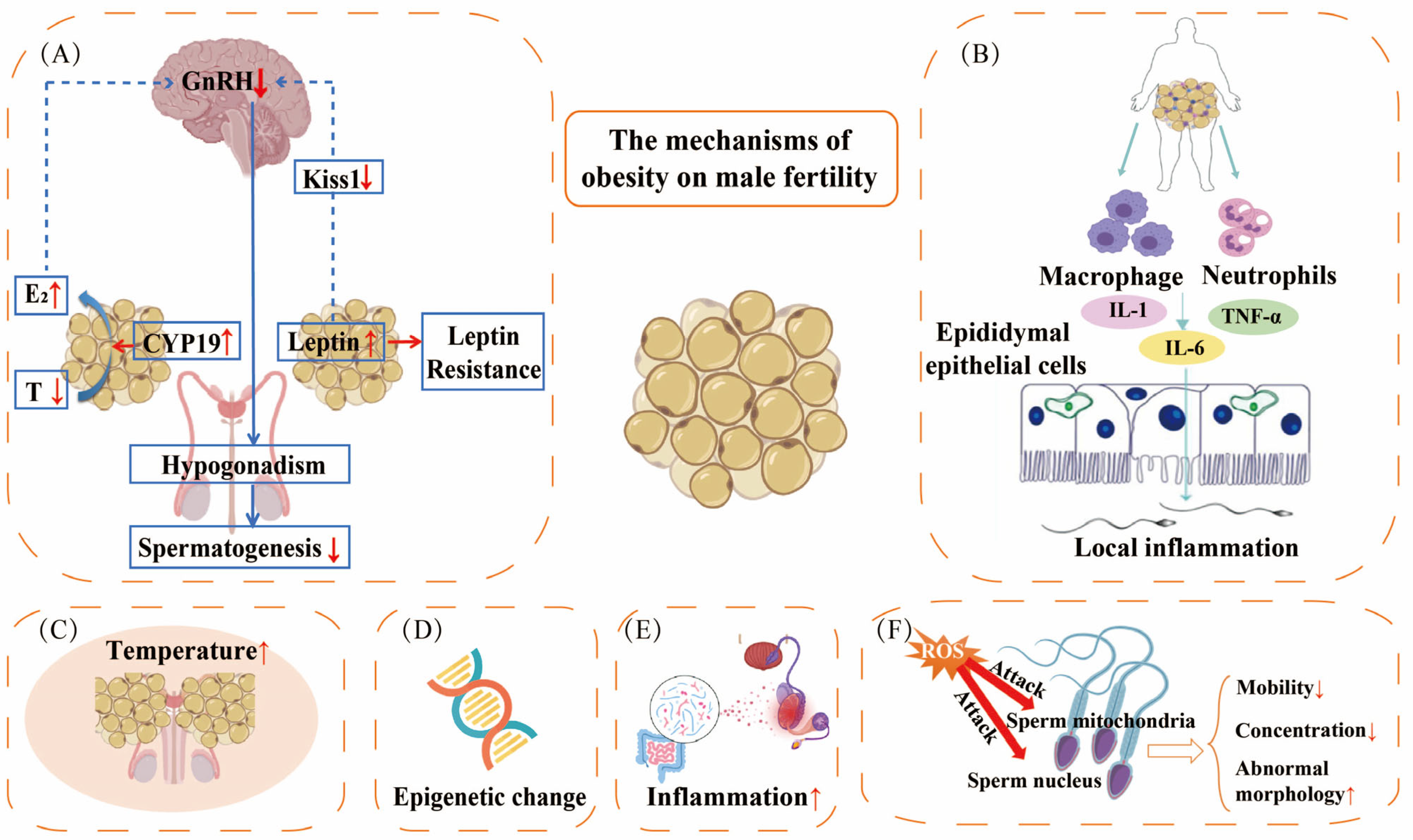 Biomedicines 13 02054 g002 Biomedicines 13 02054 g002