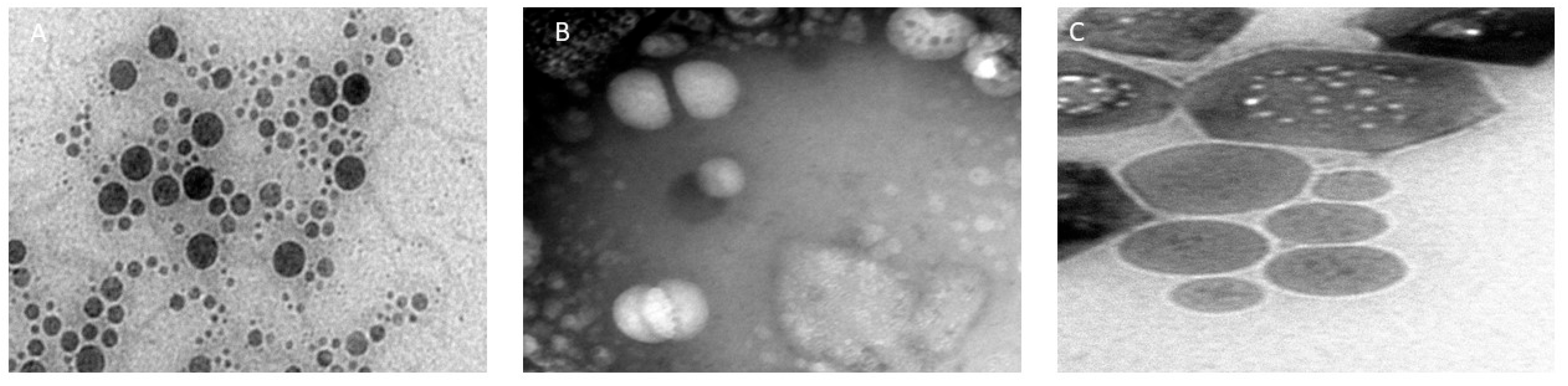 Biomedicines 13 02056 g001 Biomedicines 13 02056 g001