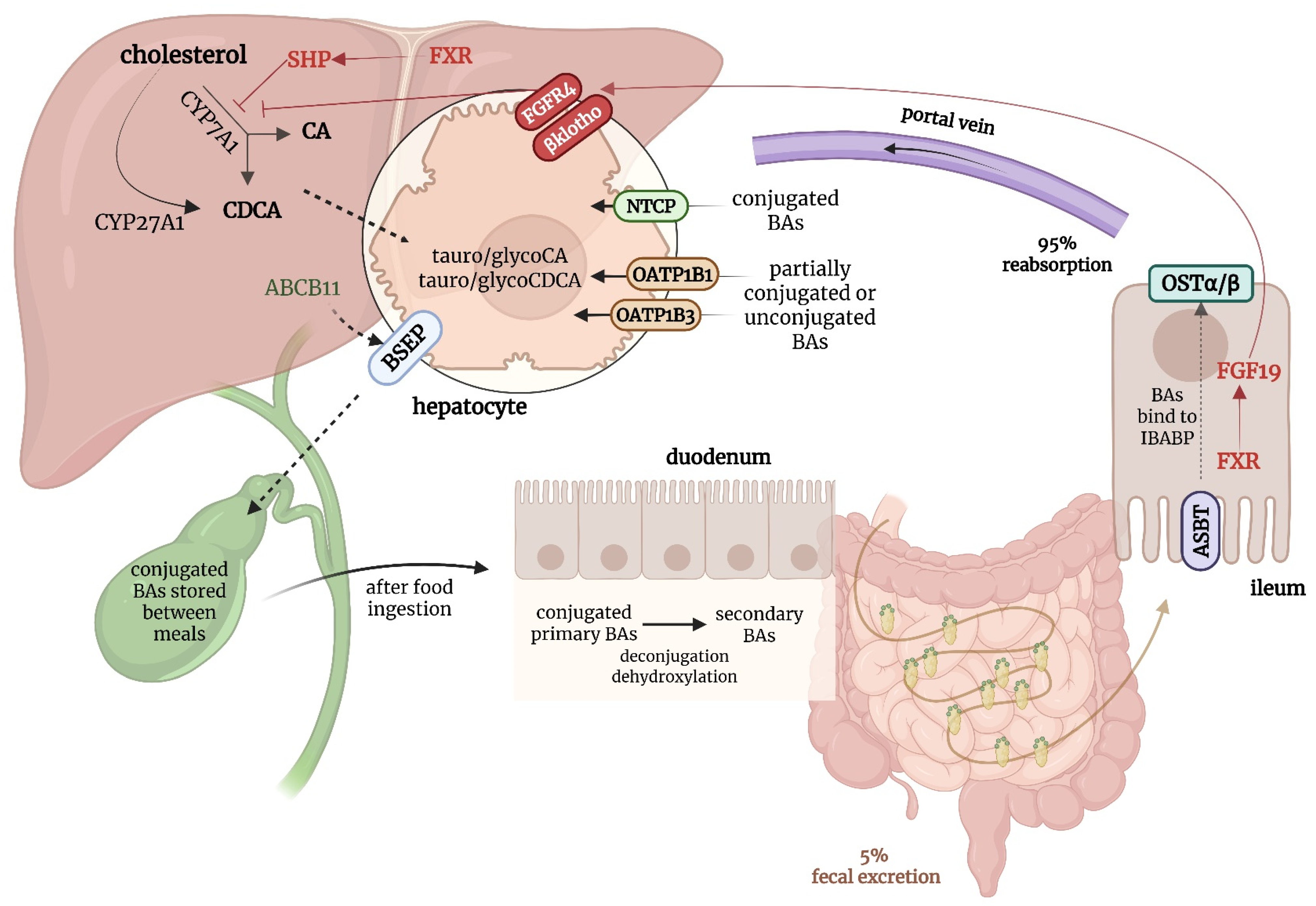 Biomedicines 13 02066 g001