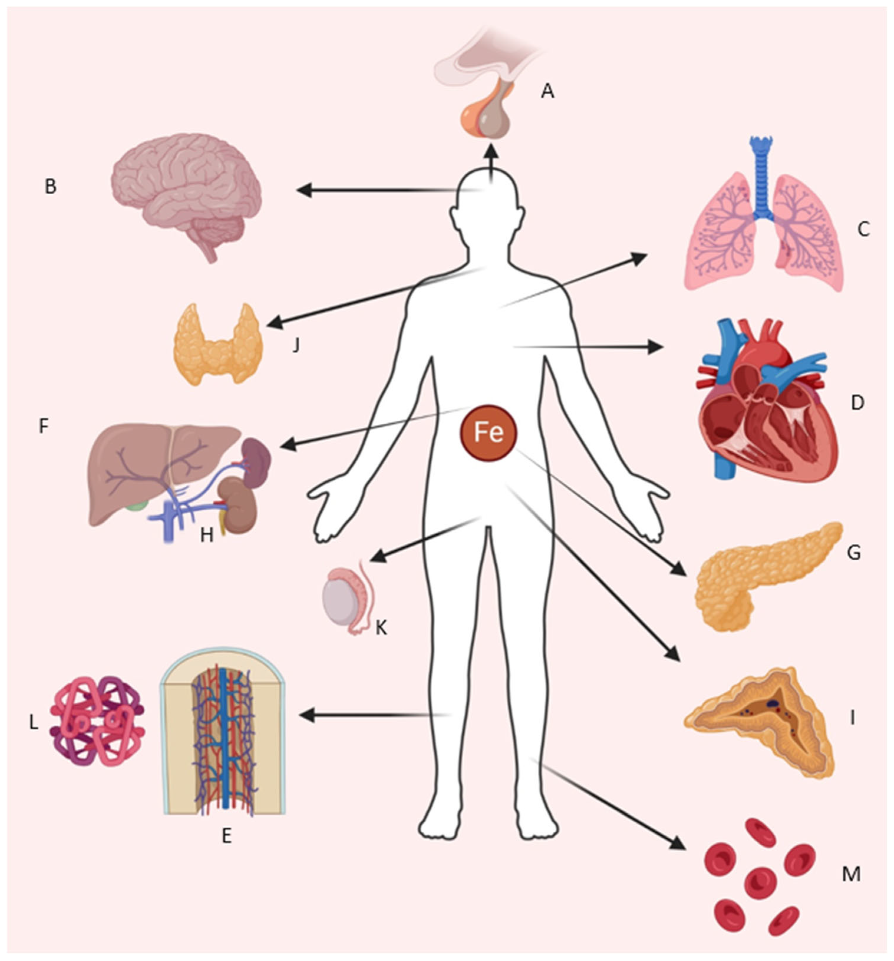 Biomedicines 13 02067 g001