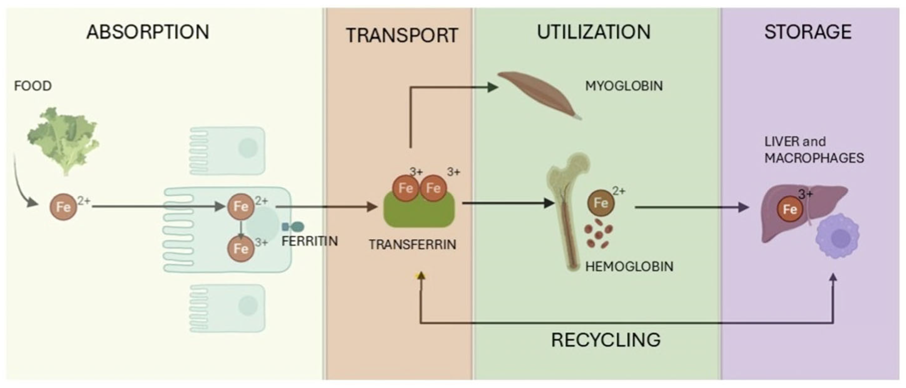 Biomedicines 13 02067 g002