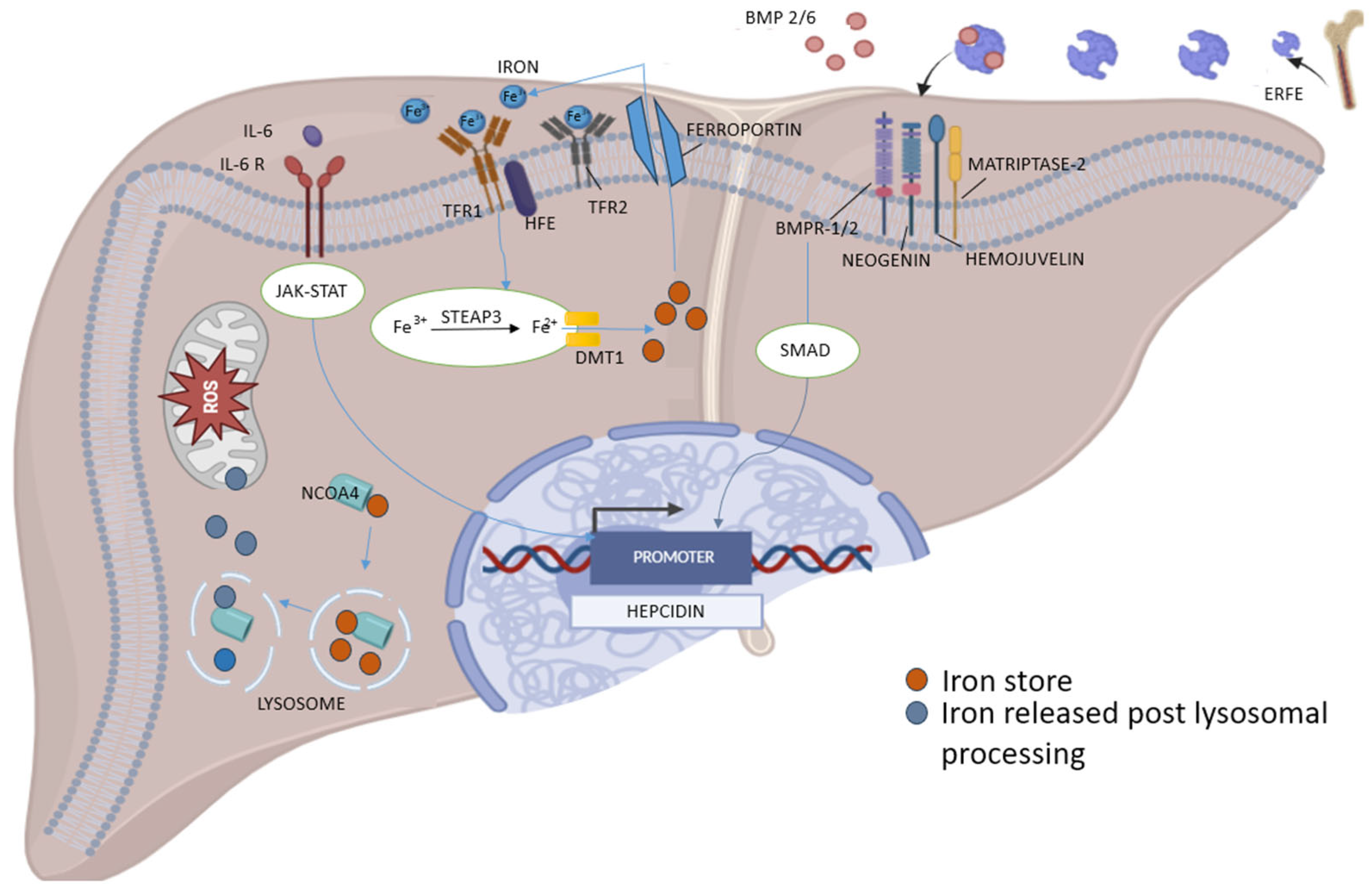 Biomedicines 13 02067 g003