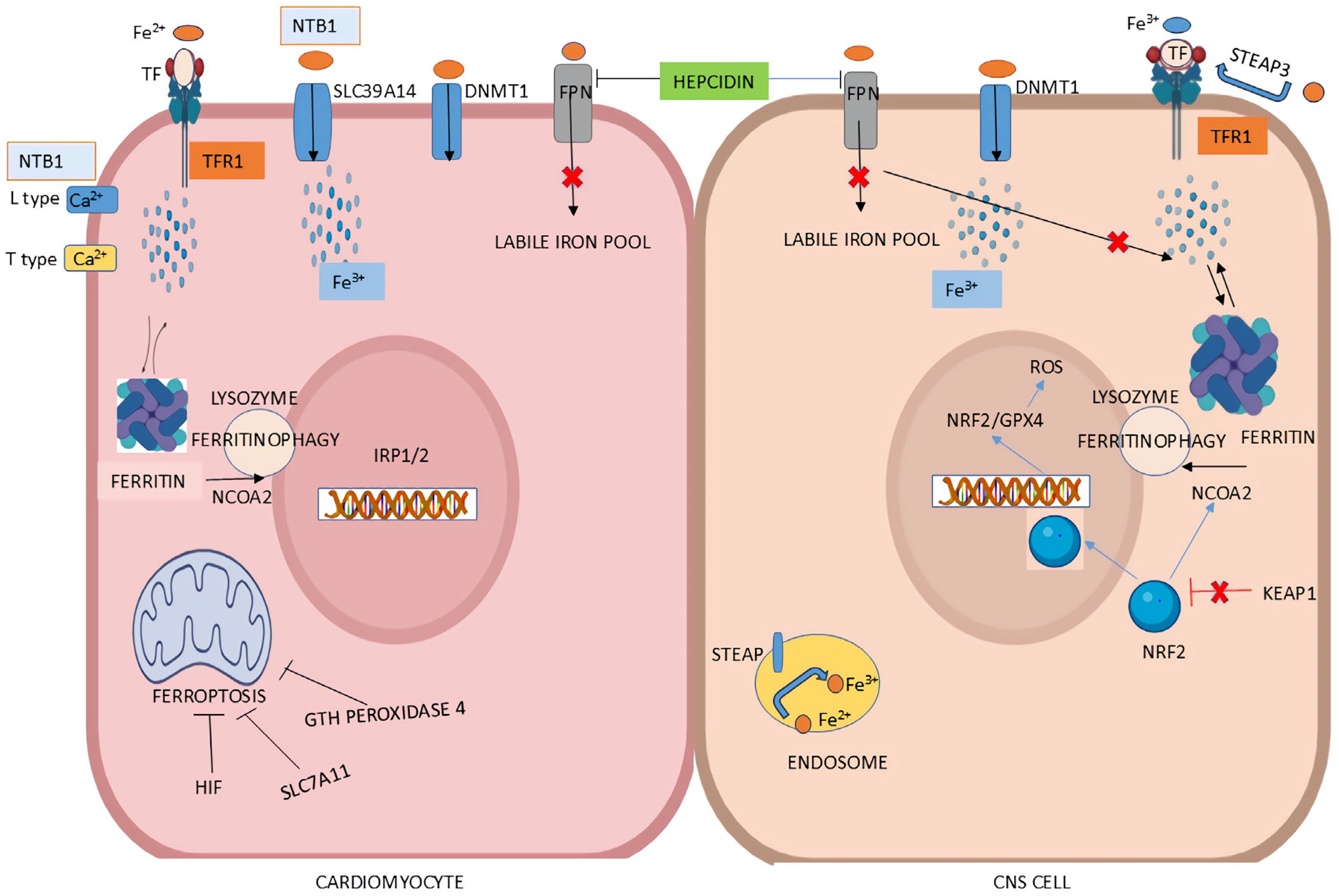 Biomedicines 13 02067 g004