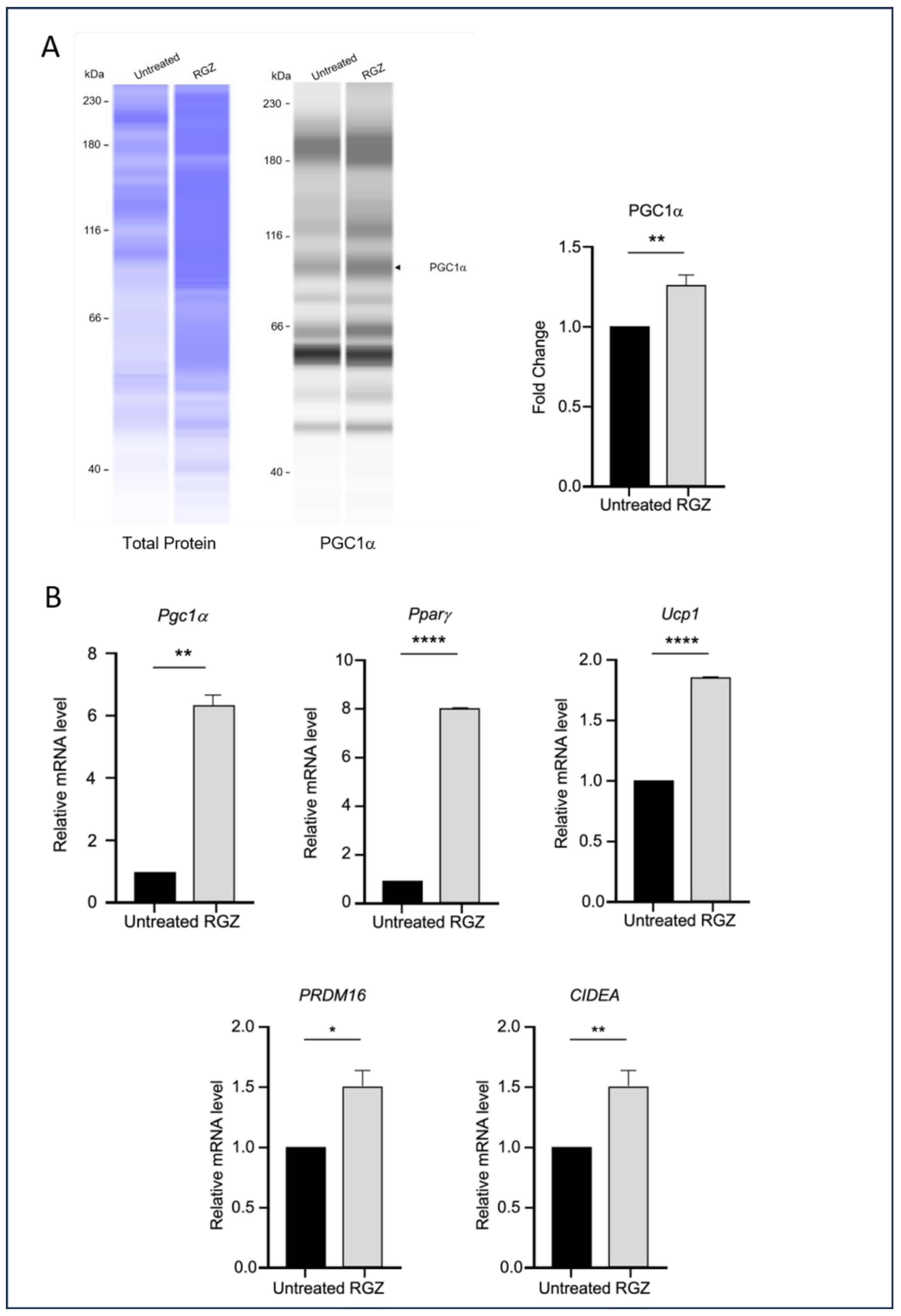 Biomedicines 13 02069 g004