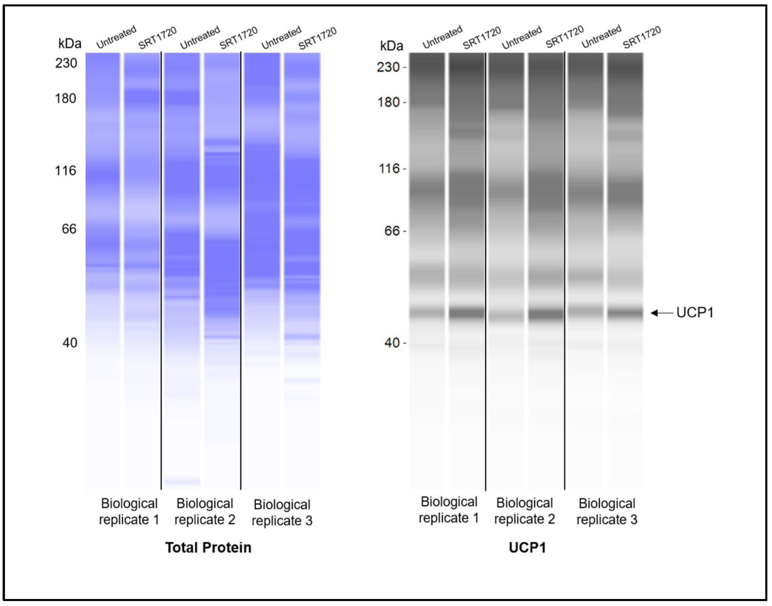 Biomedicines 13 02069 g0a1