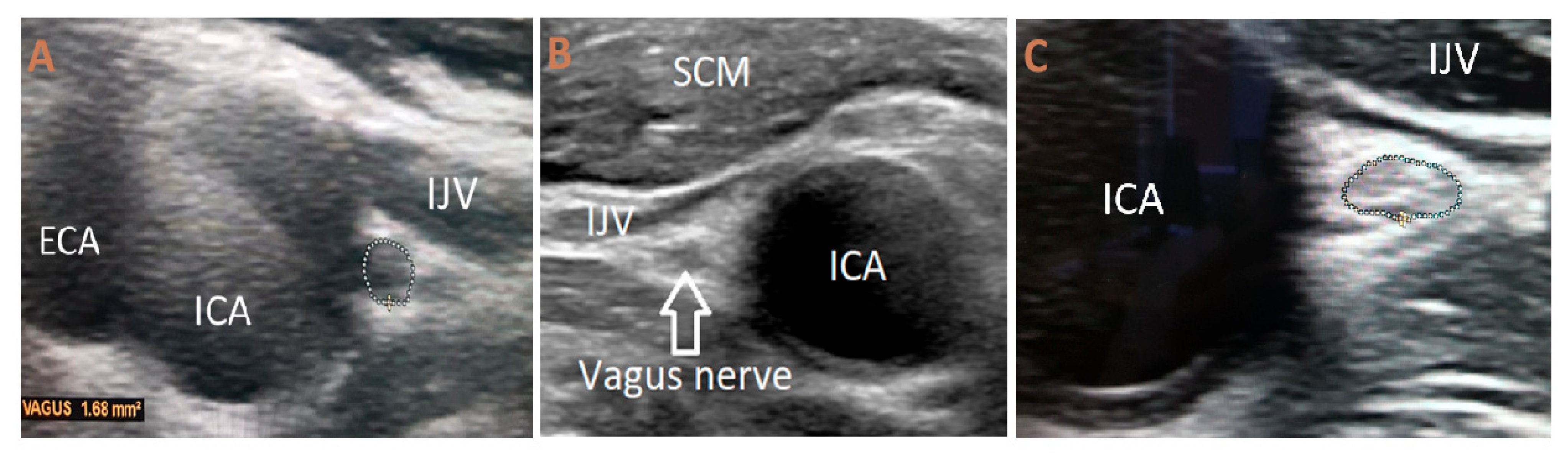 Biomedicines 13 02070 g001
