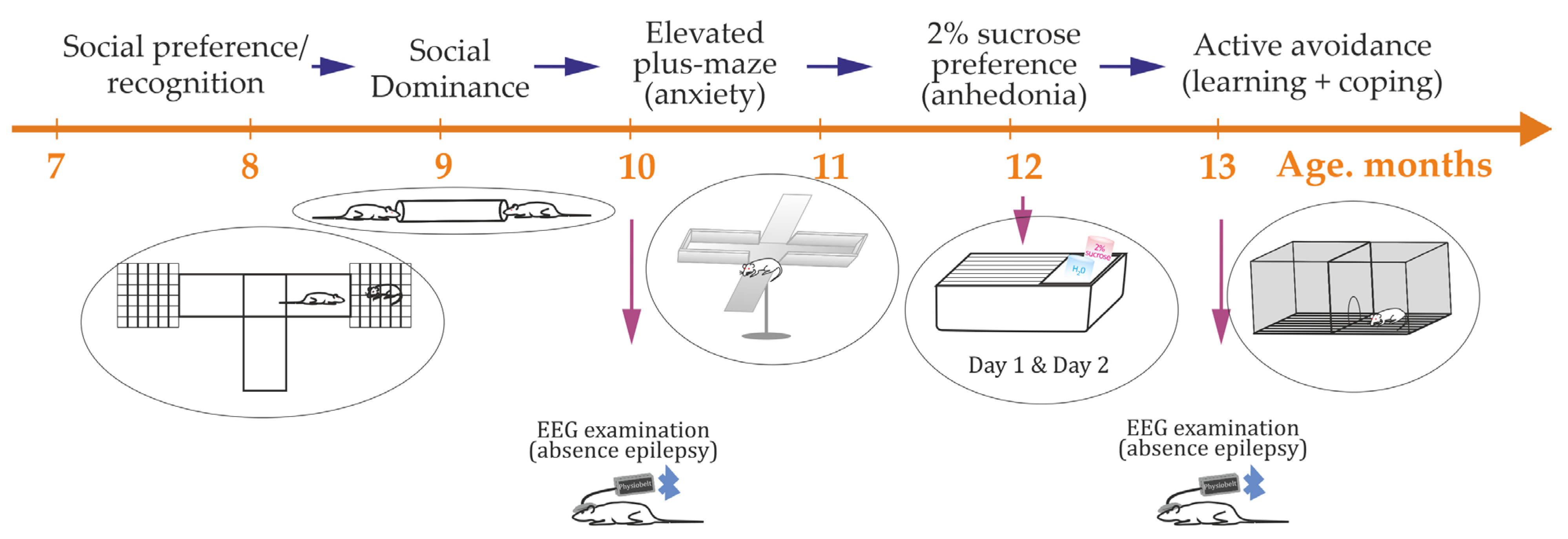 Biomedicines 13 02075 g002 Biomedicines 13 02075 g002