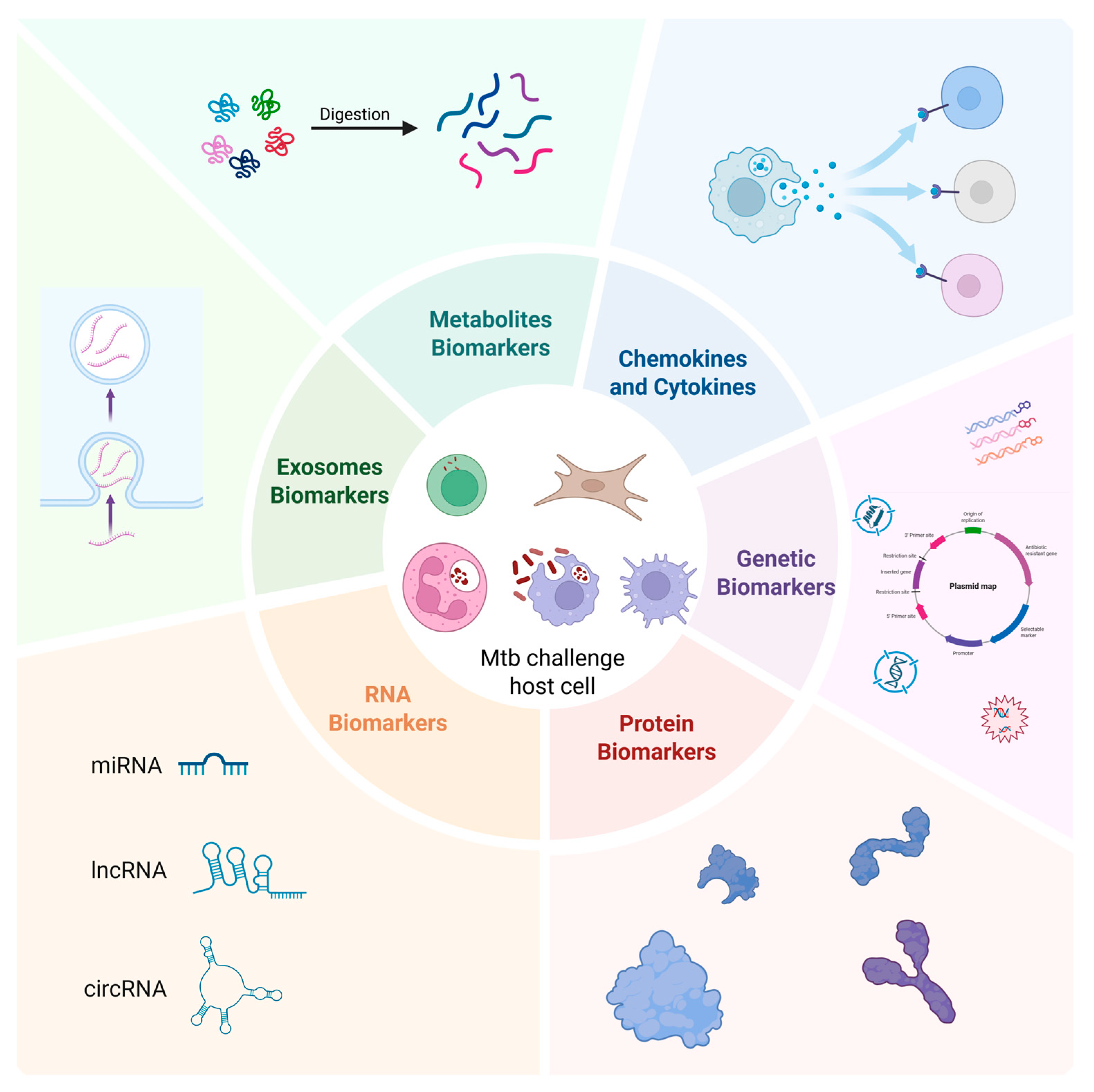 Biomedicines 13 02076 g001