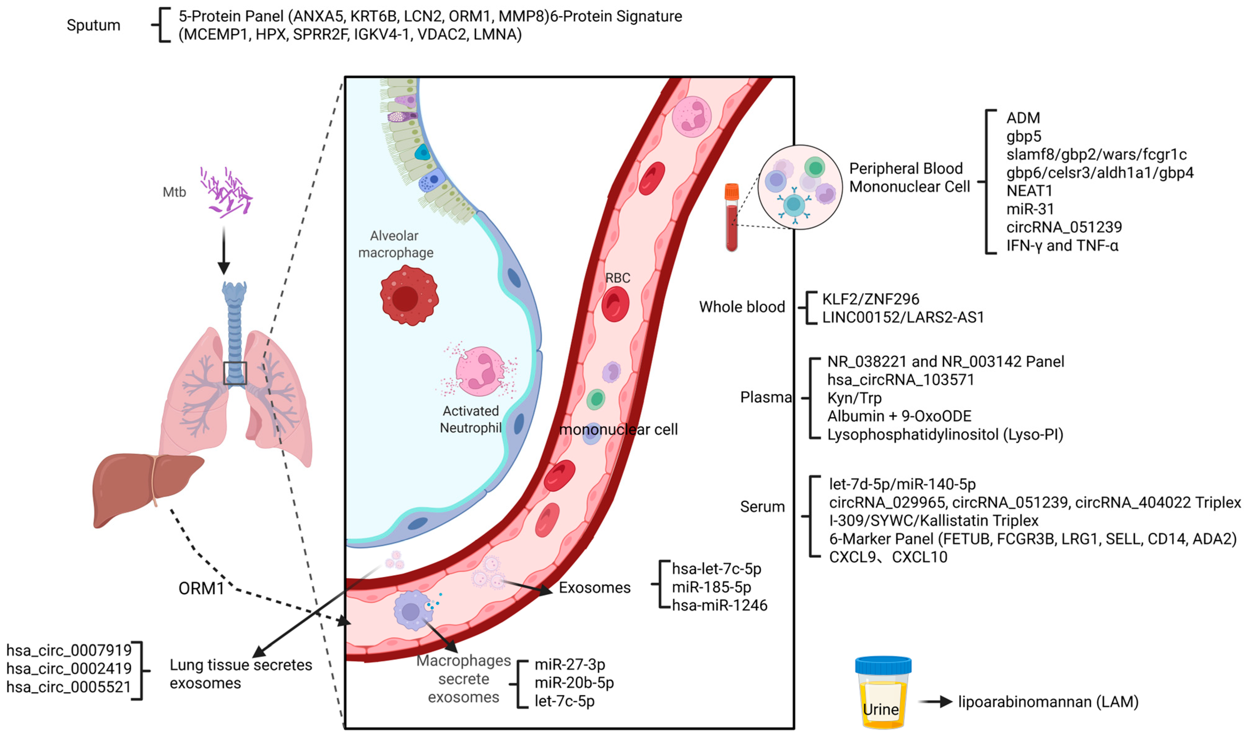Biomedicines 13 02076 g002