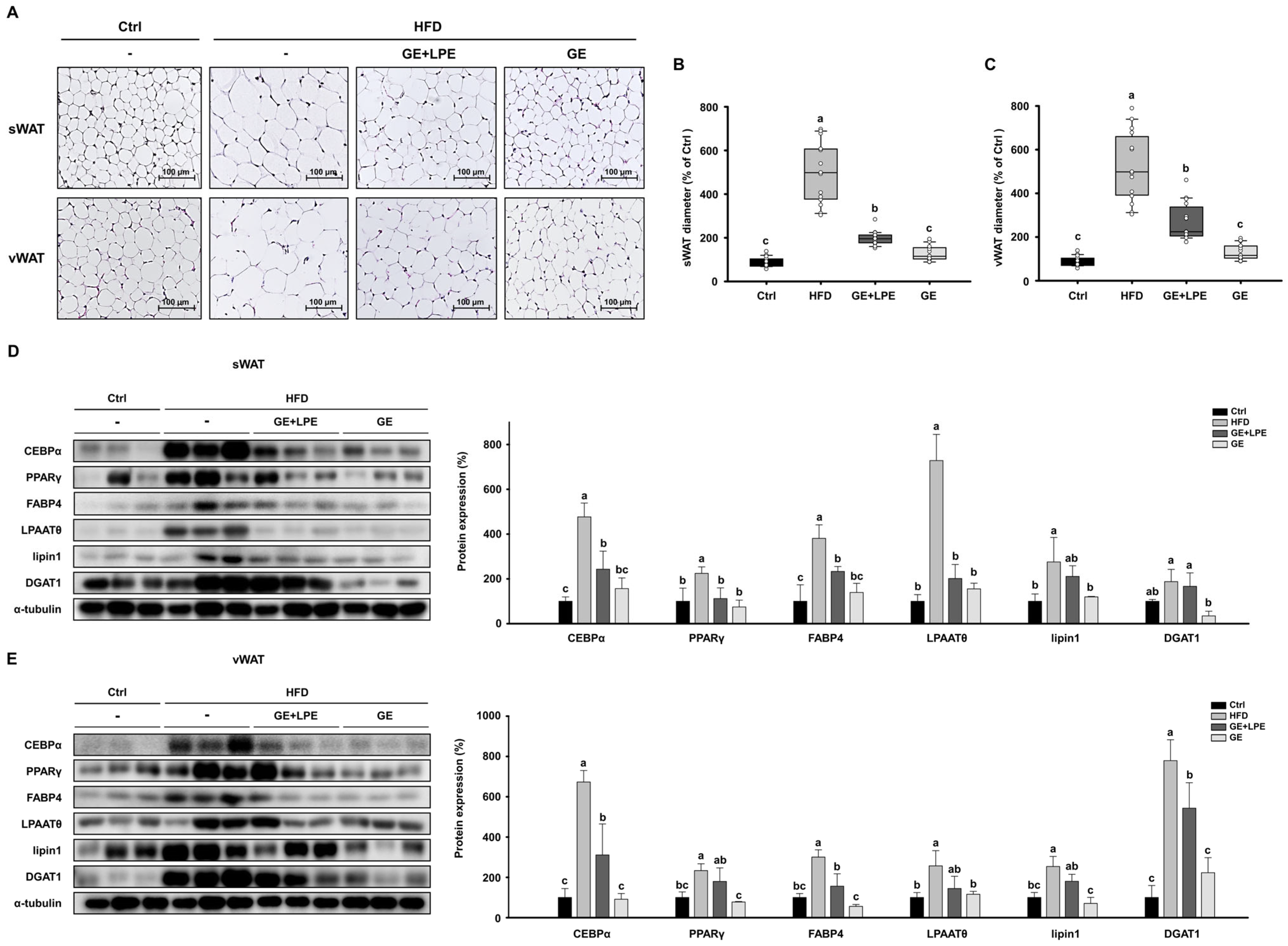 Biomedicines 13 02077 g004 Biomedicines 13 02077 g004