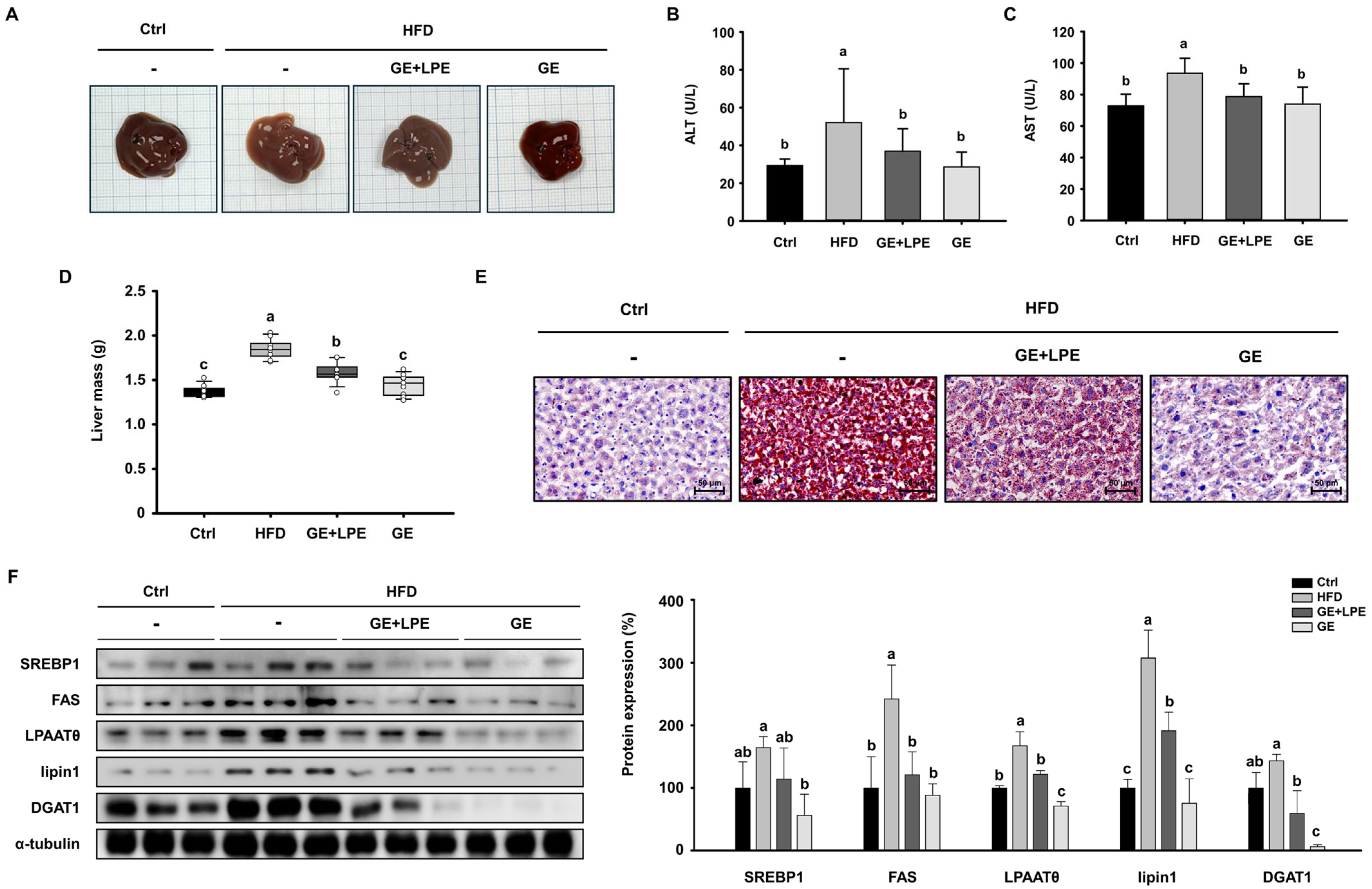 Biomedicines 13 02077 g006 Biomedicines 13 02077 g006