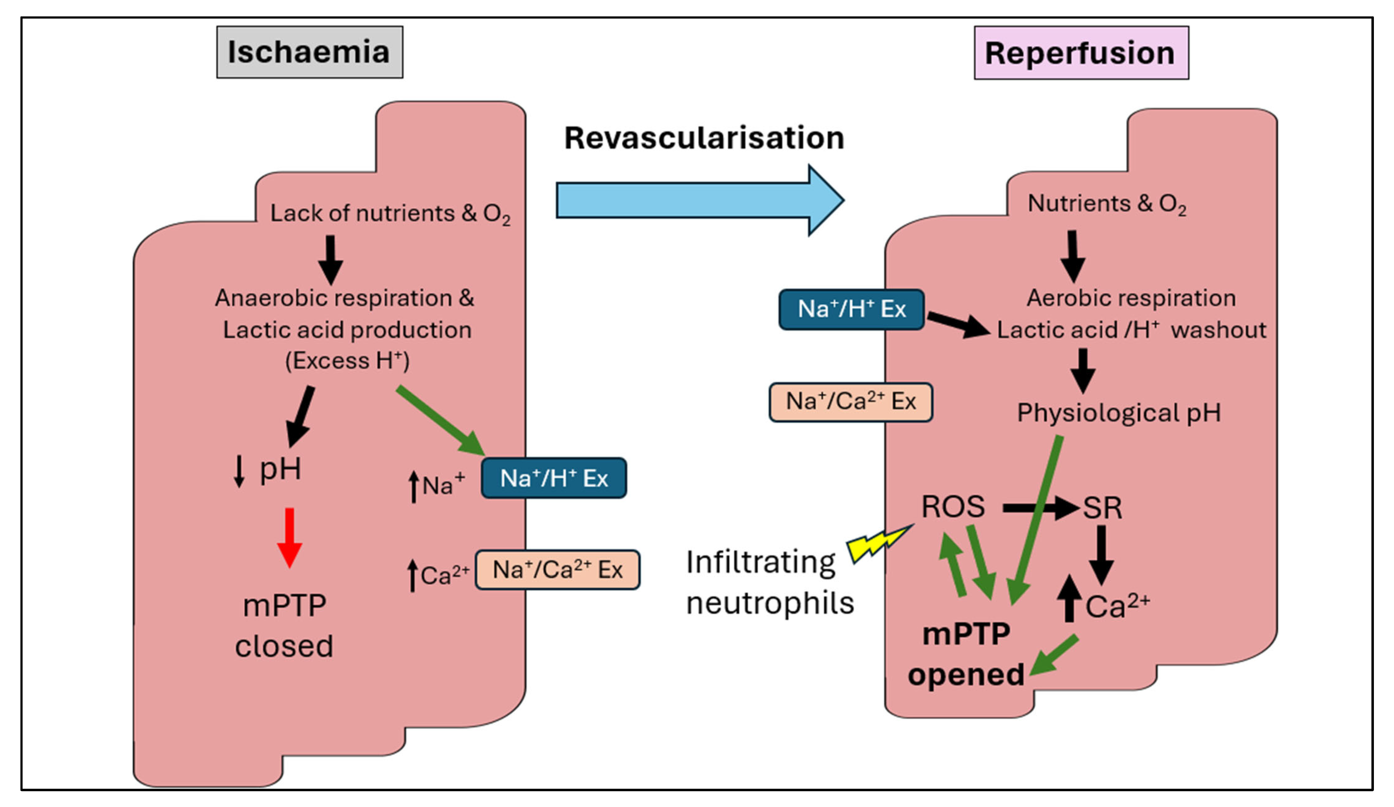Biomedicines 13 02084 g001