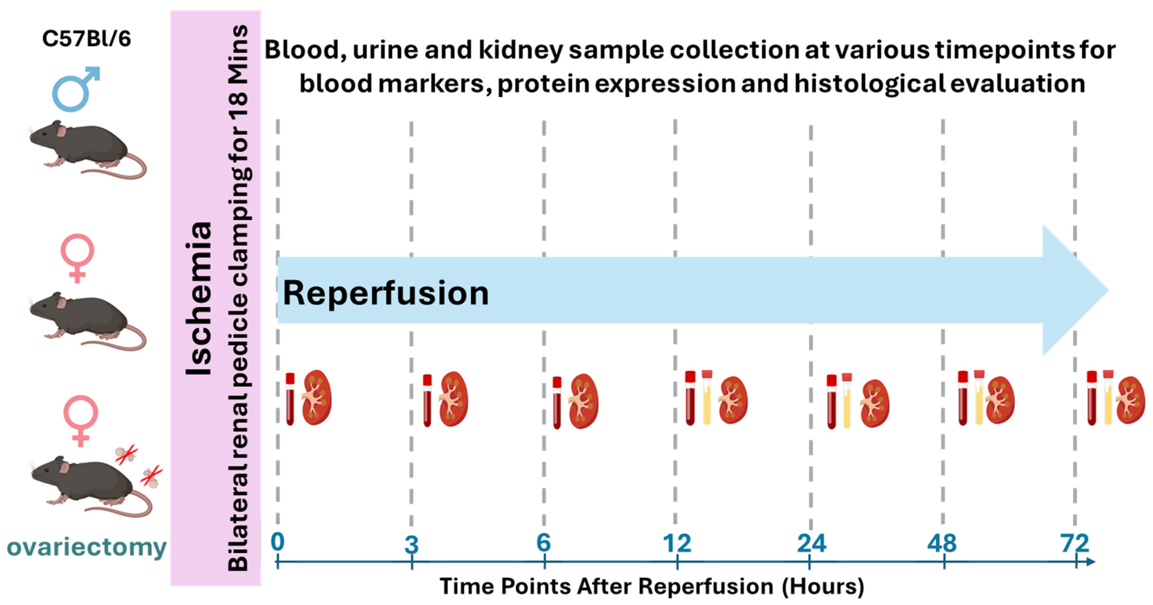 Biomedicines 13 02085 g001