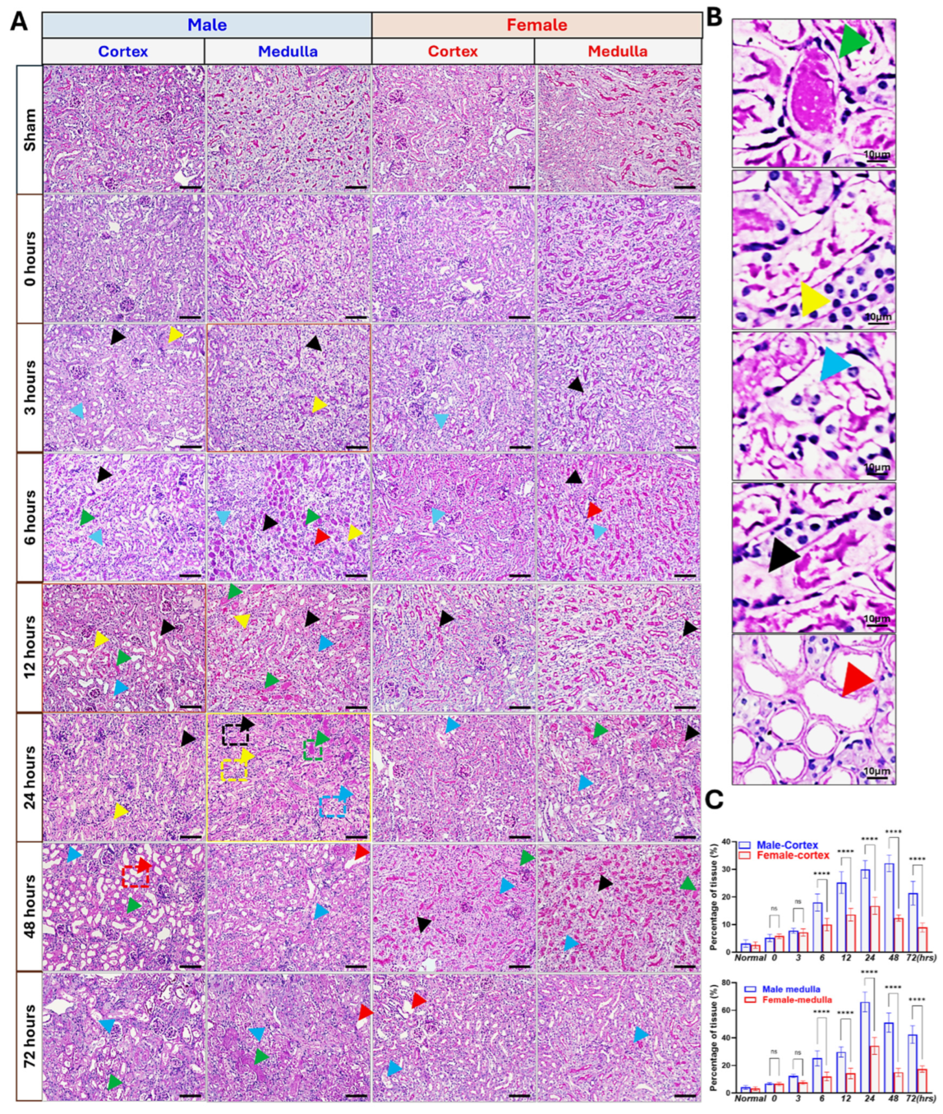 Biomedicines 13 02085 g003