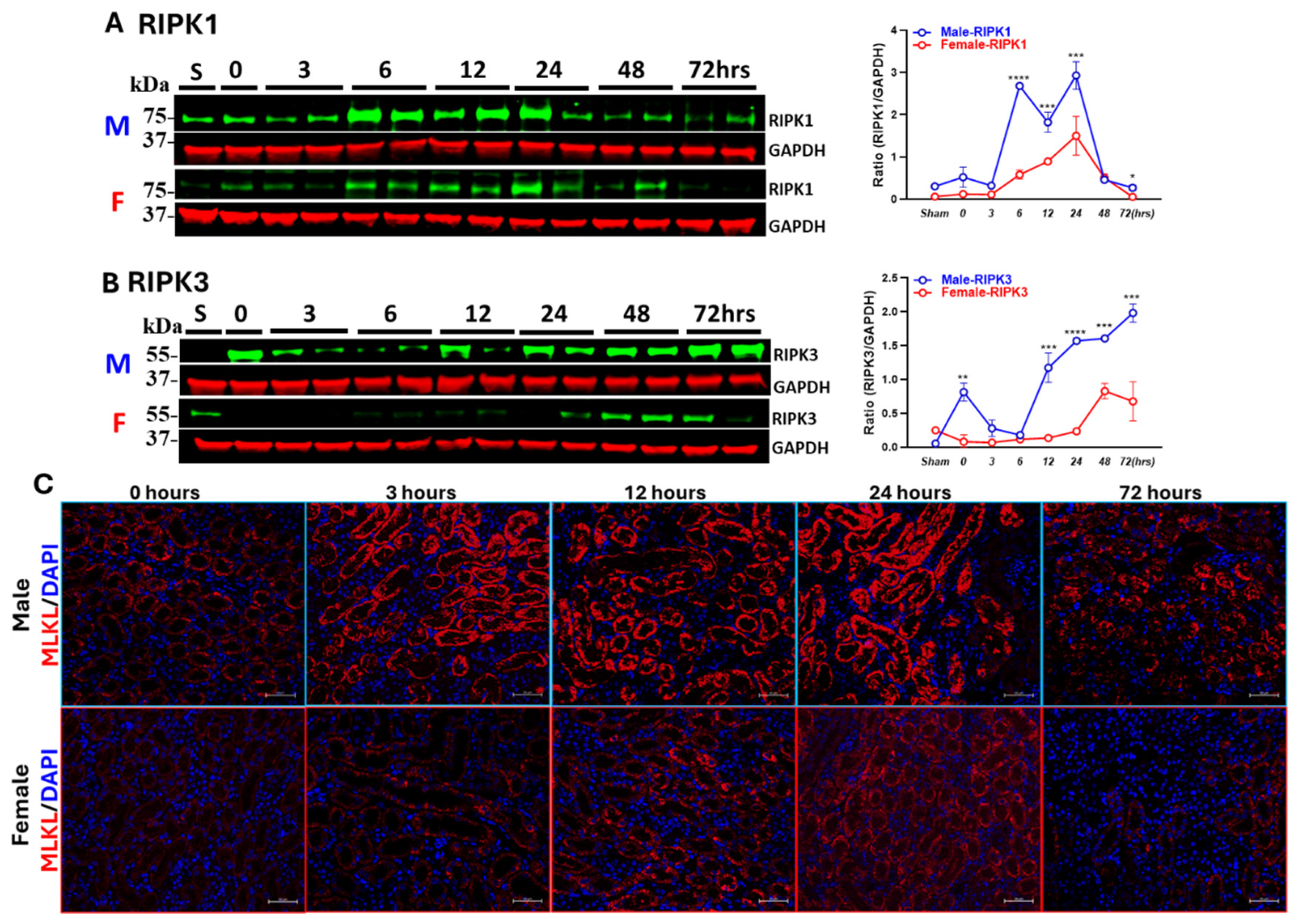 Biomedicines 13 02085 g004