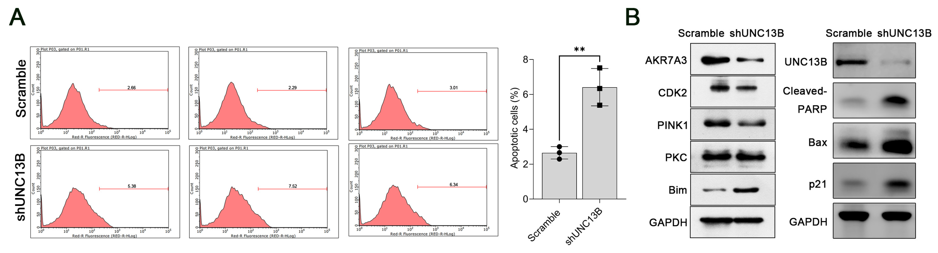 Biomedicines 13 02086 g005