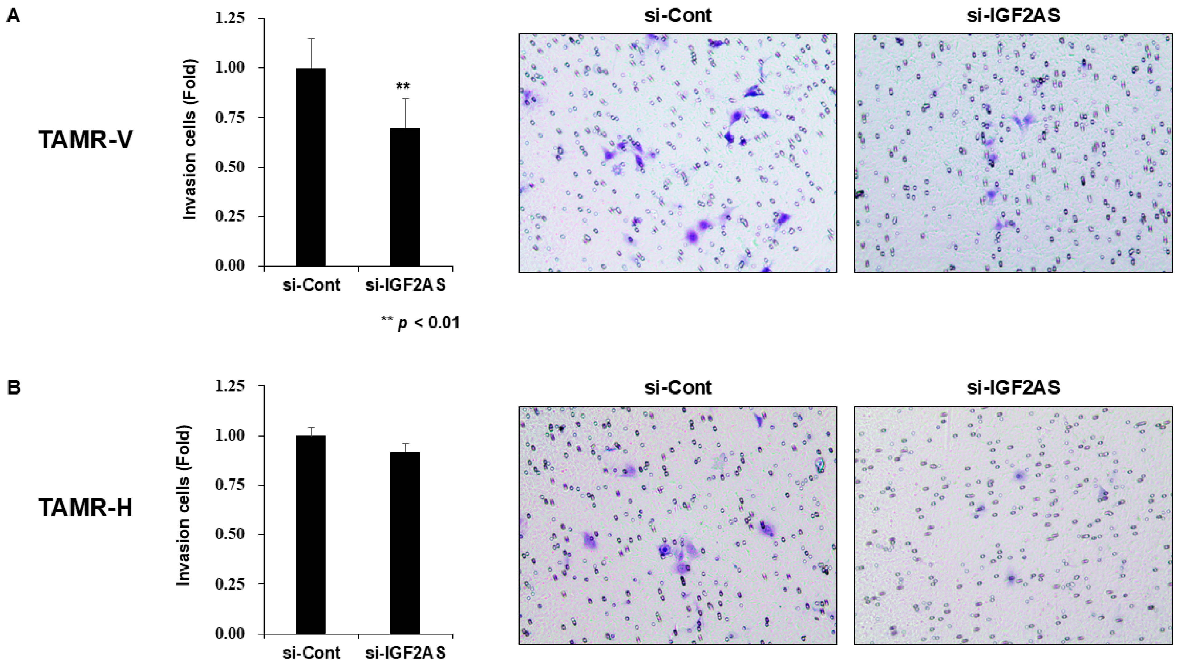 Biomedicines 13 02087 g004 Biomedicines 13 02087 g004