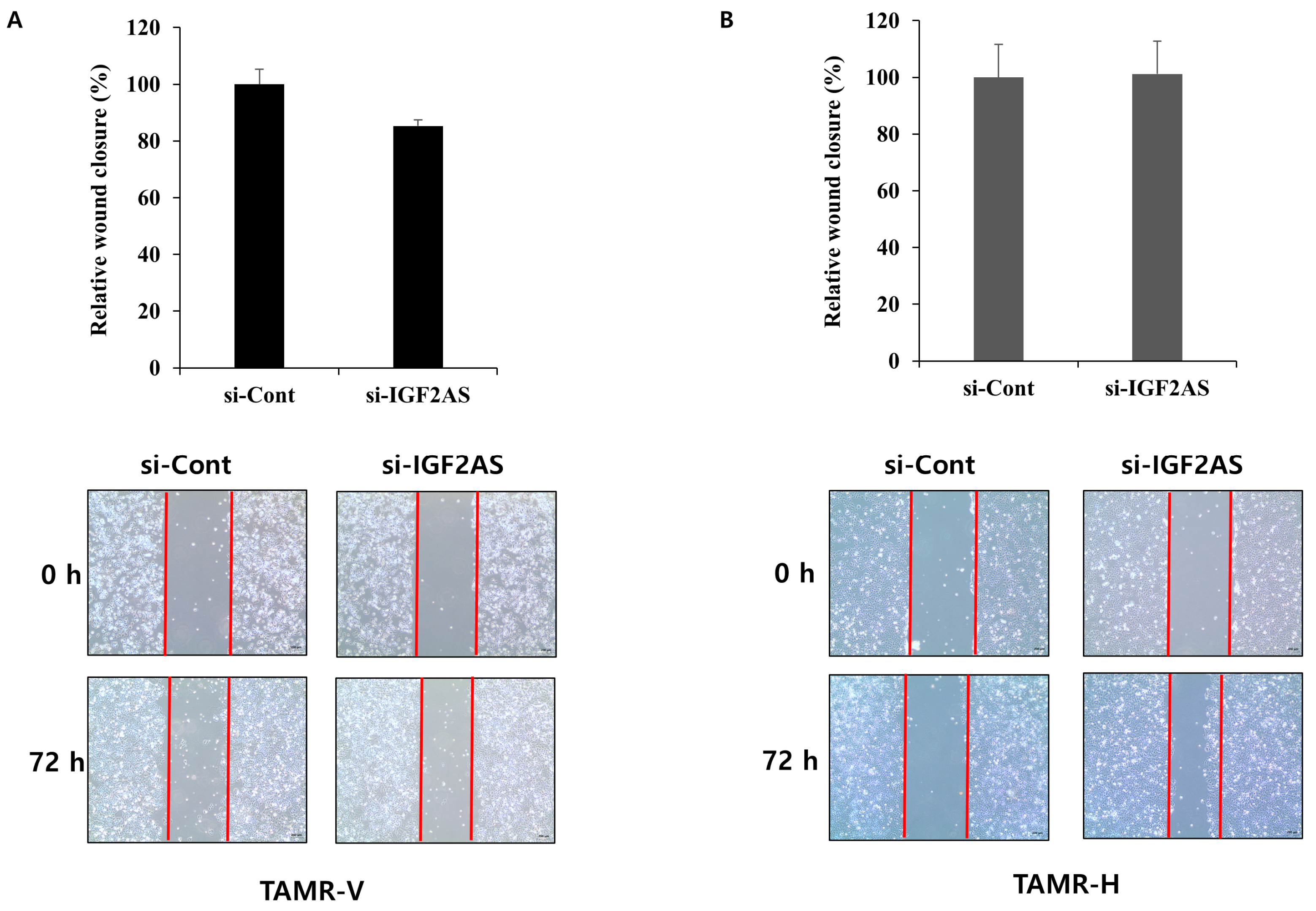 Biomedicines 13 02087 g005 Biomedicines 13 02087 g005