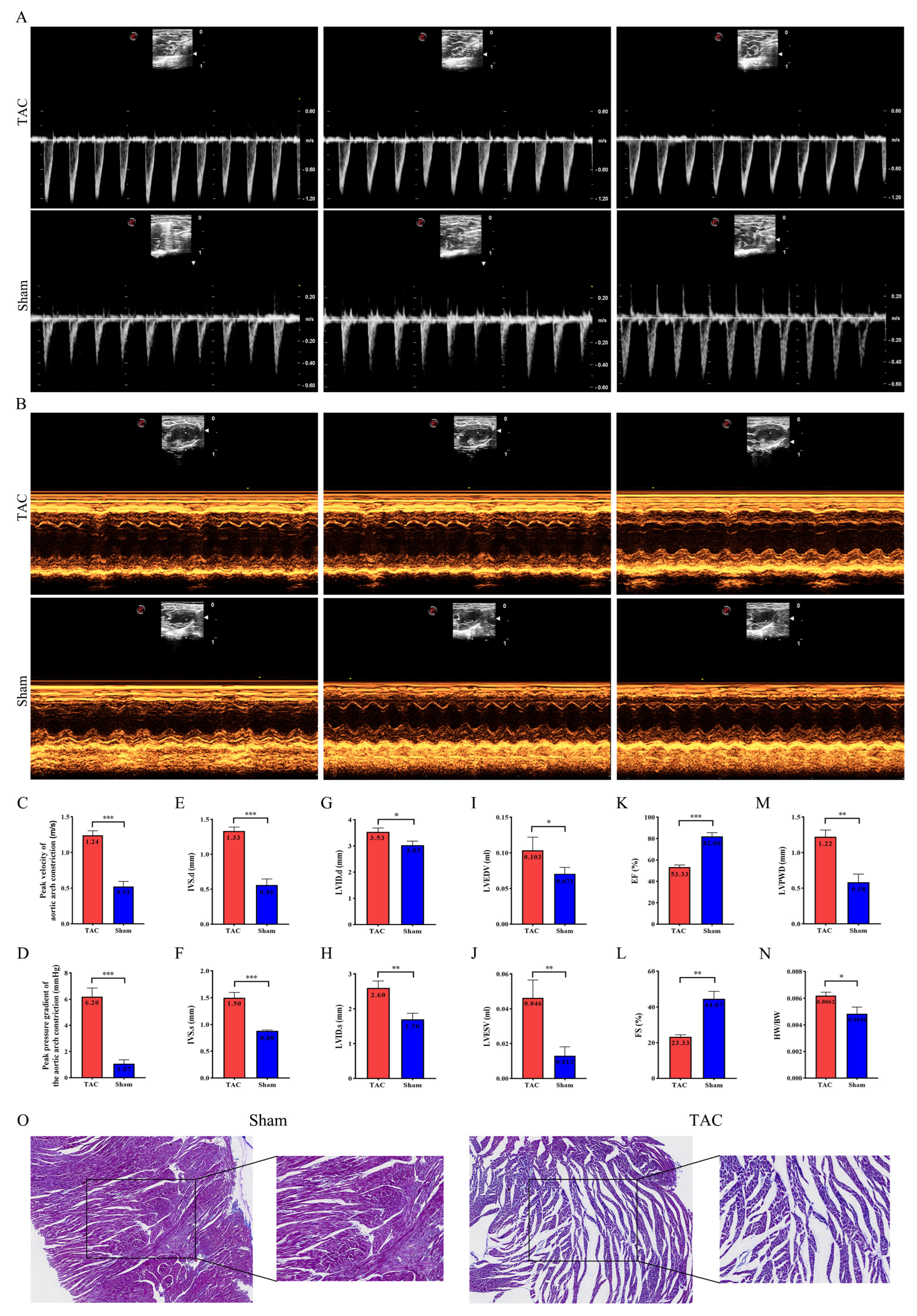 Biomedicines 13 02092 g001 Biomedicines 13 02092 g001