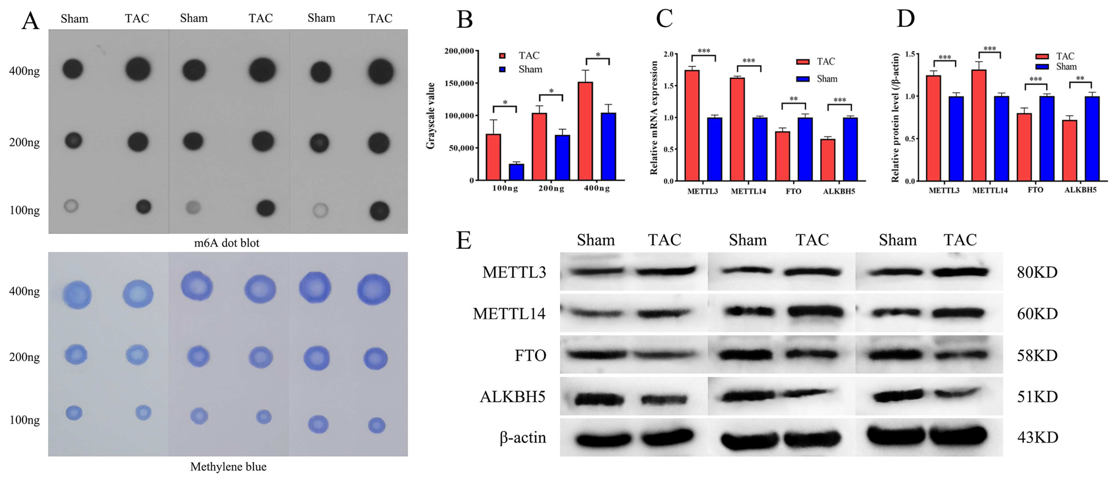 Biomedicines 13 02092 g002 Biomedicines 13 02092 g002