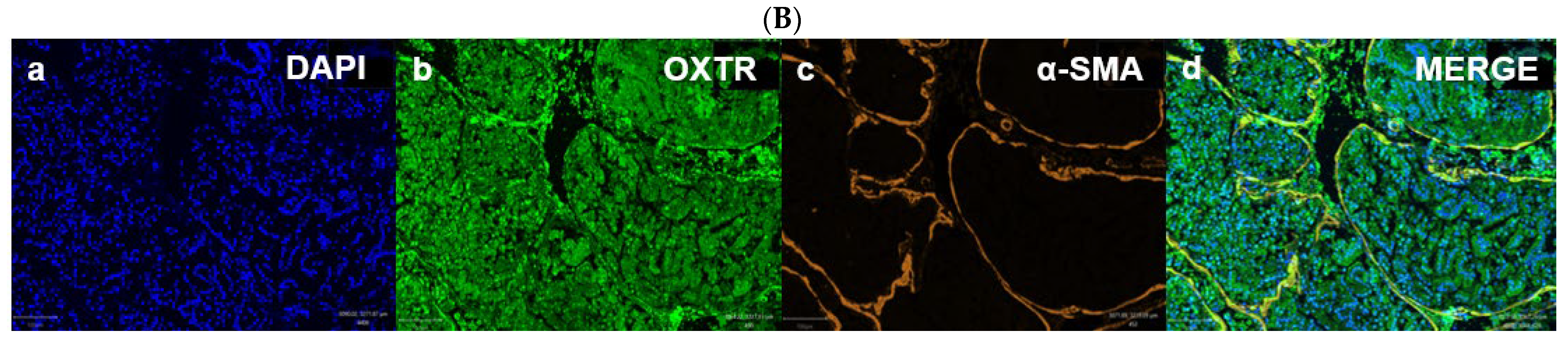 Biomedicines 13 02097 g008b
