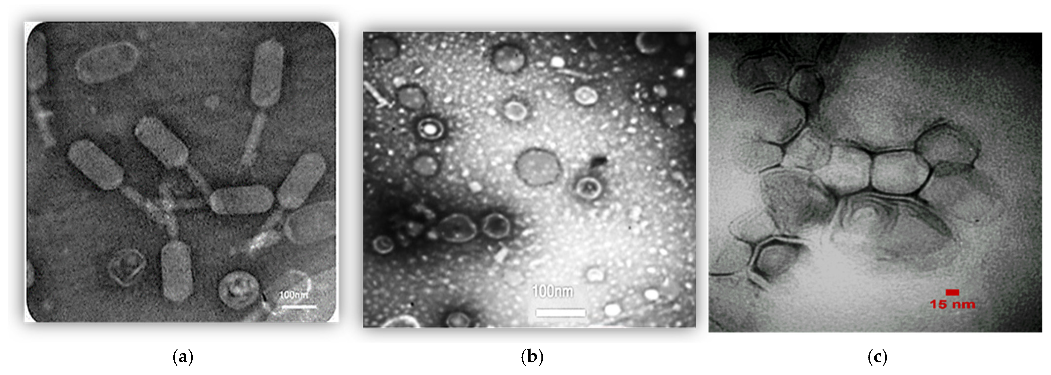 Biomedicines 13 02103 g002