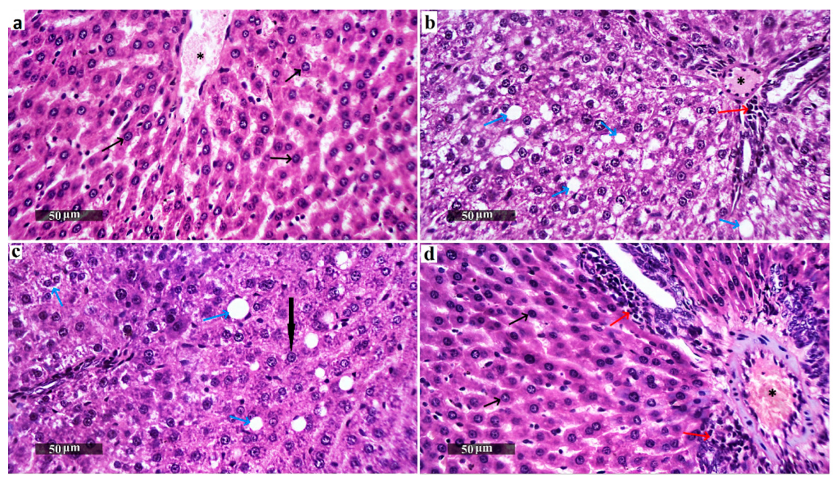 Biomedicines 13 02106 g005 Biomedicines 13 02106 g005