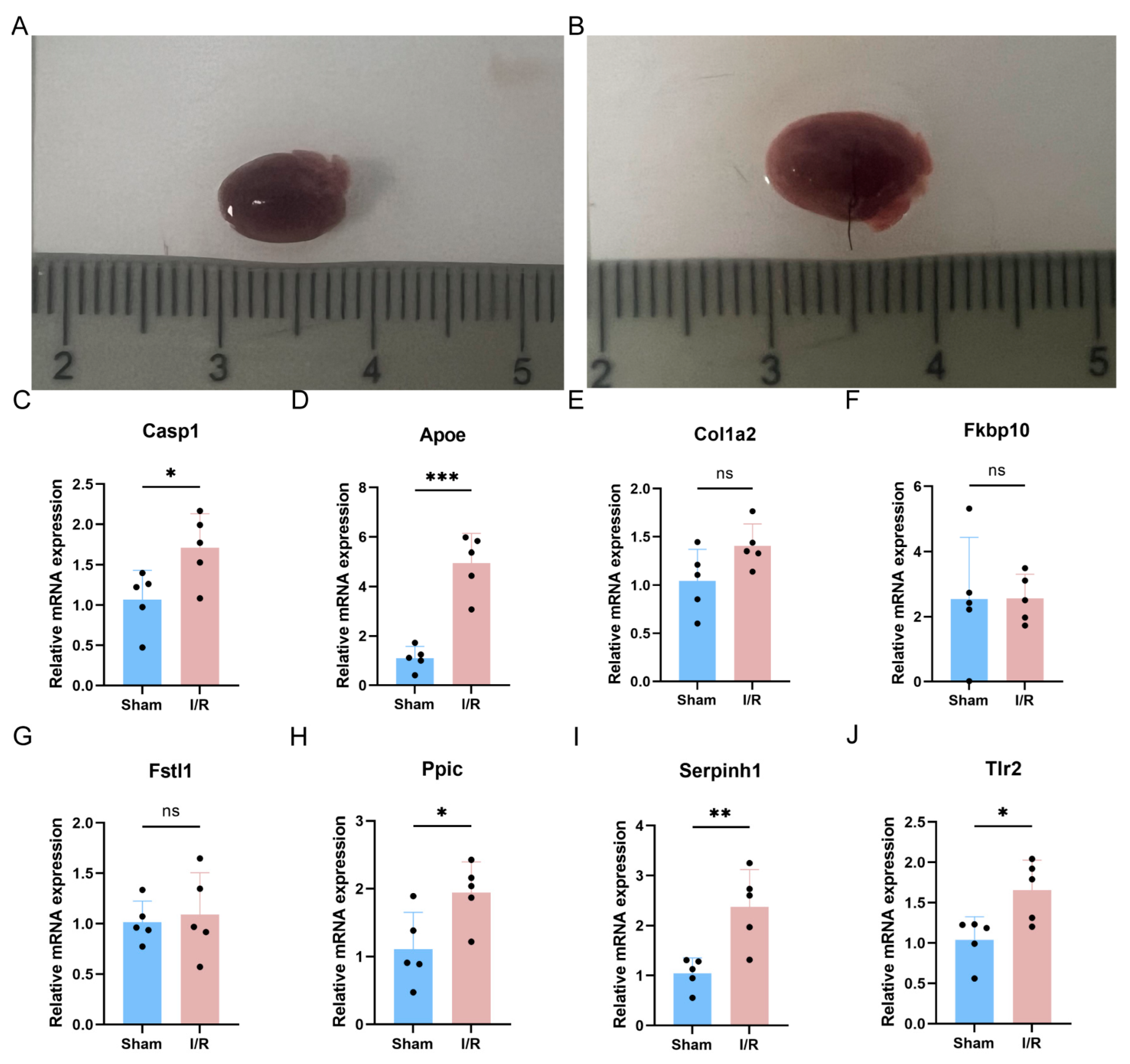 Biomedicines 13 02114 g007 Biomedicines 13 02114 g007