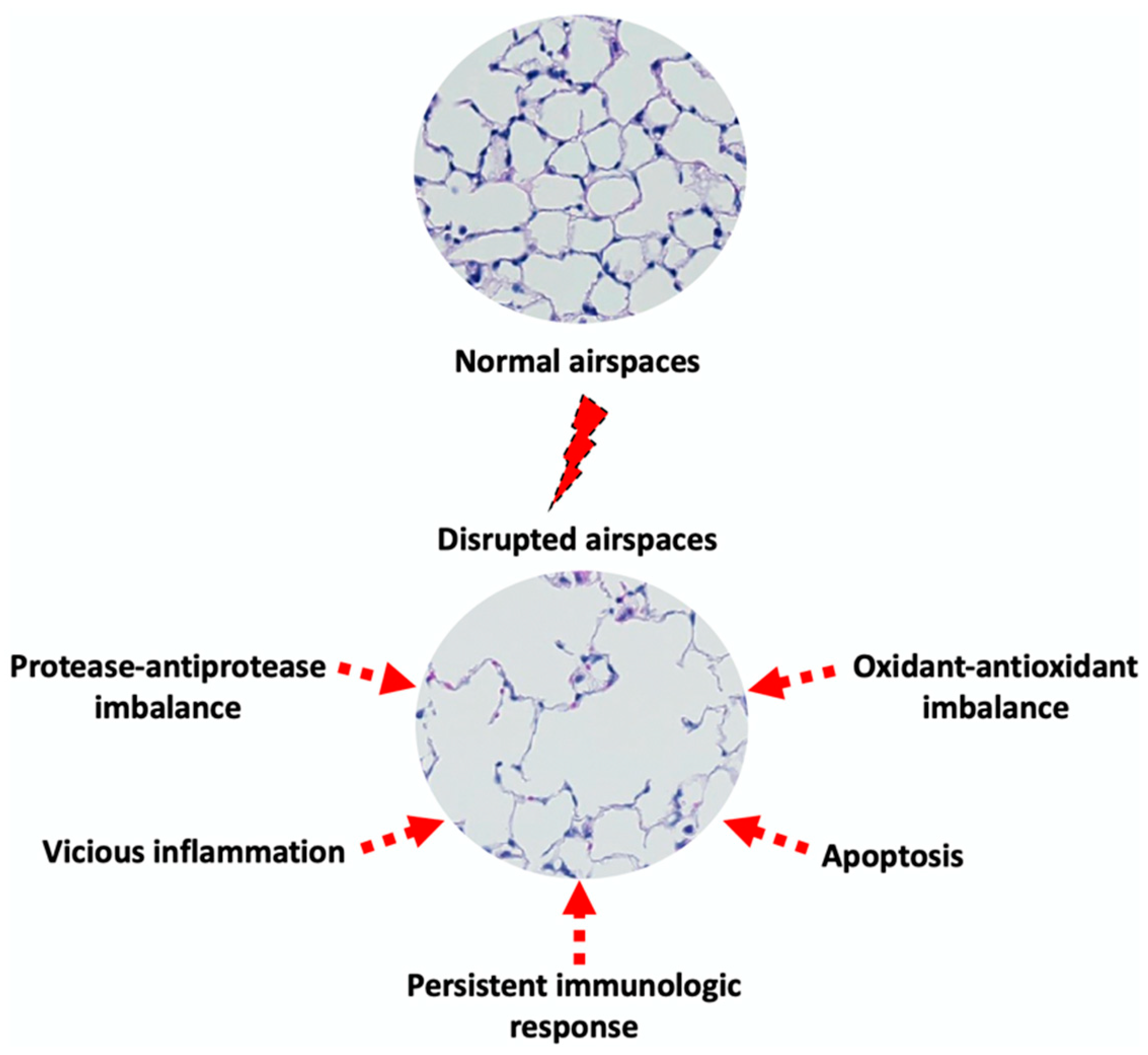 Biomedicines 13 02120 g001 Biomedicines 13 02120 g001