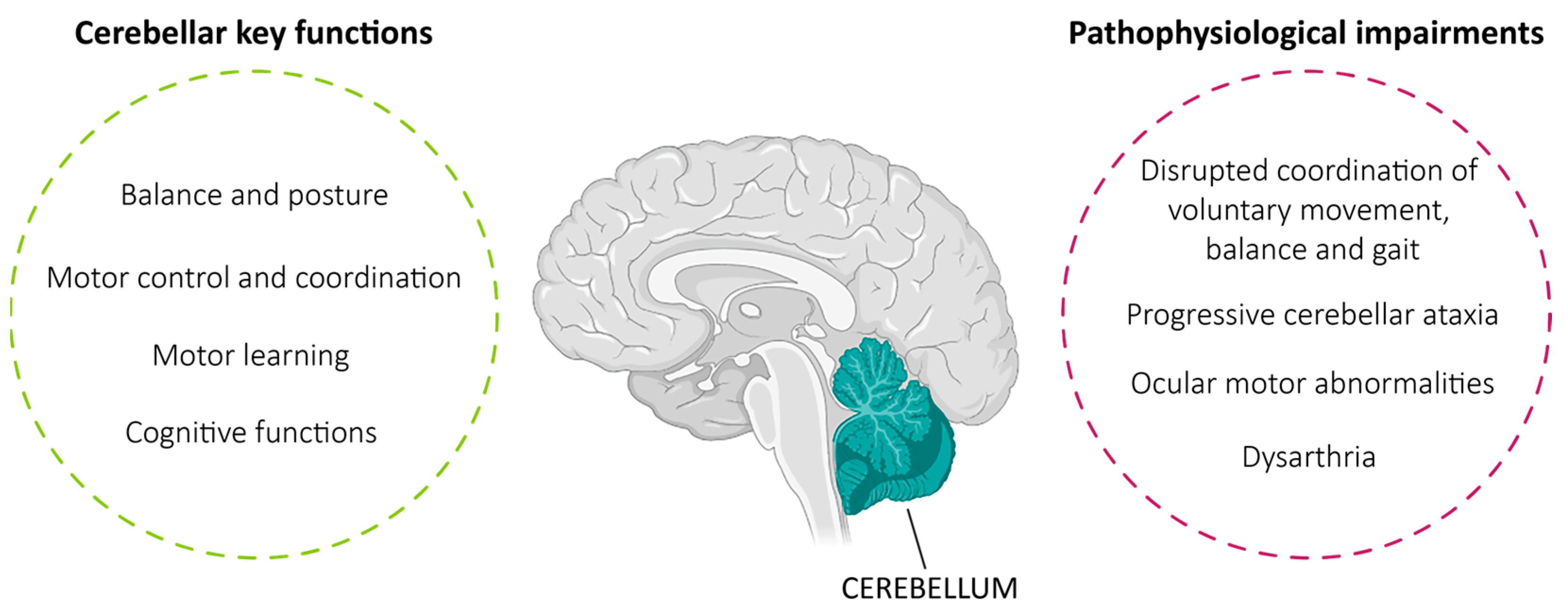 Biomedicines 13 02121 g001
