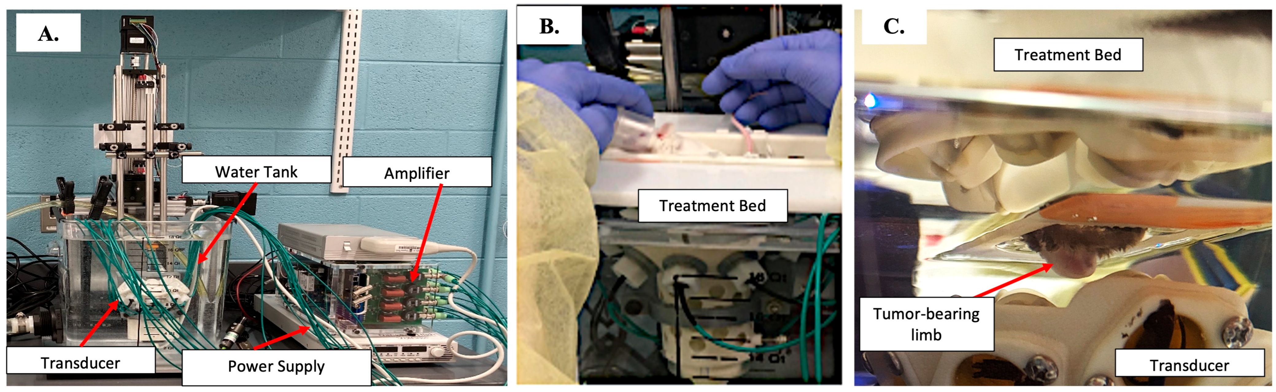 Biomedicines 13 02122 g001
