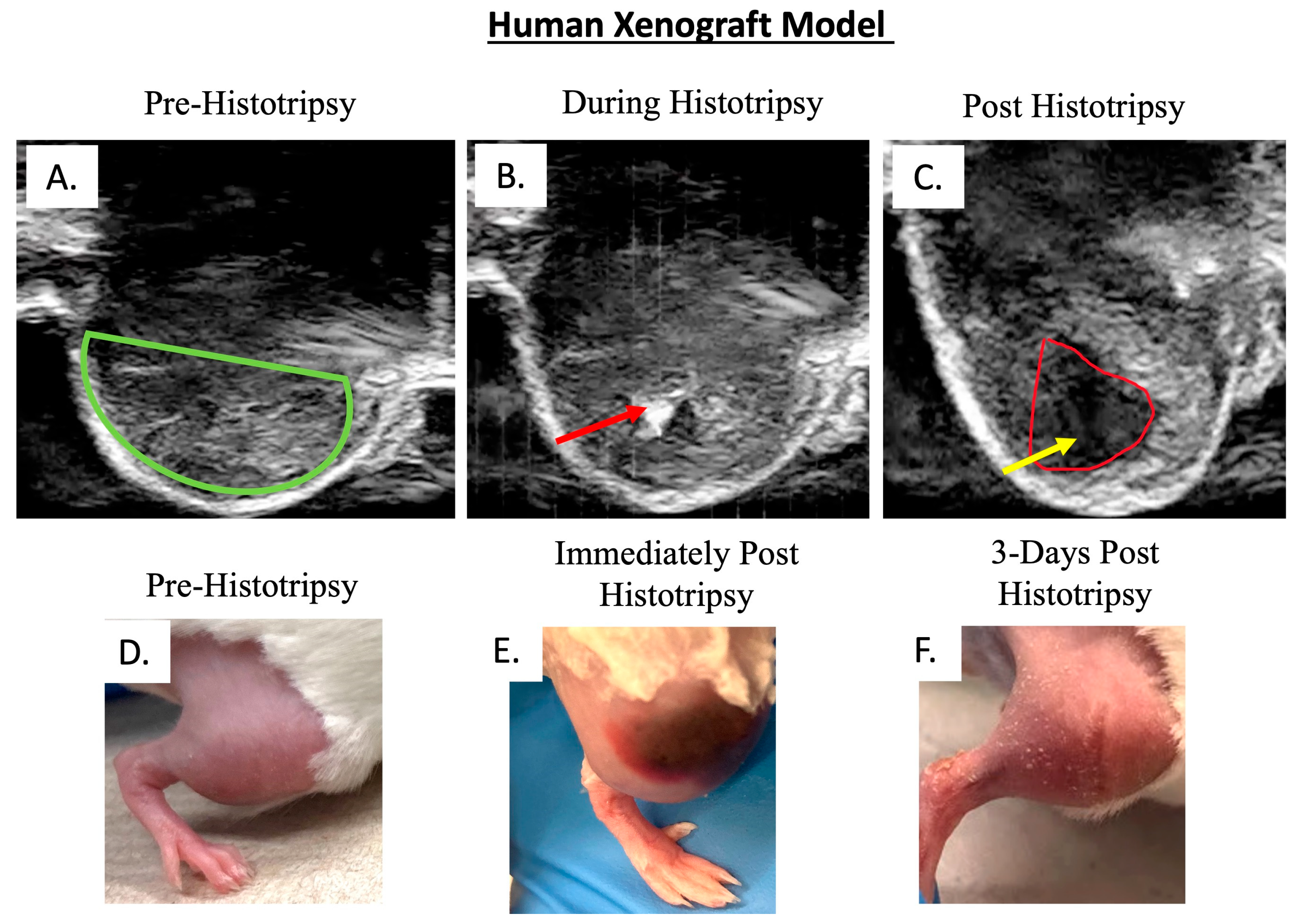Biomedicines 13 02122 g002
