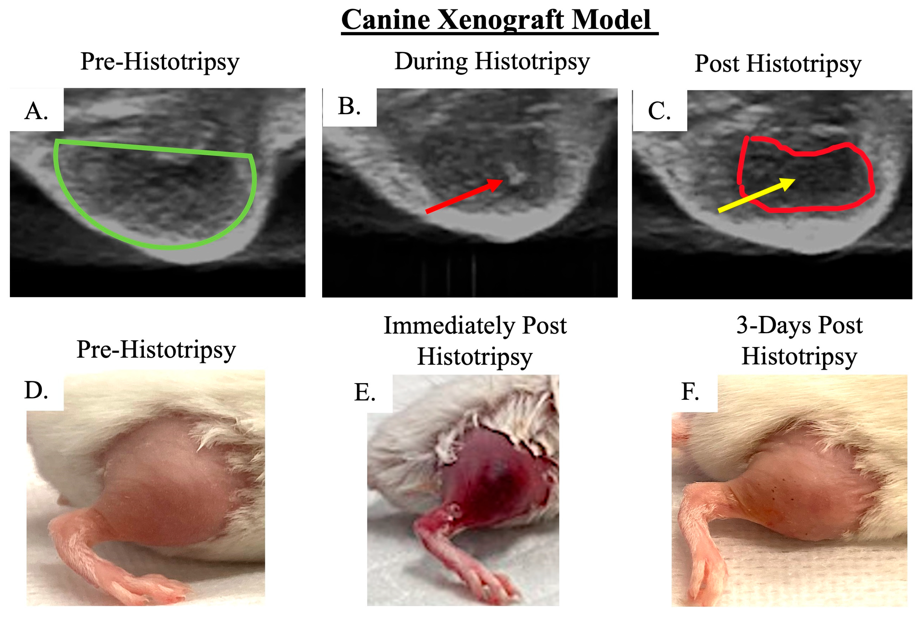 Biomedicines 13 02122 g005