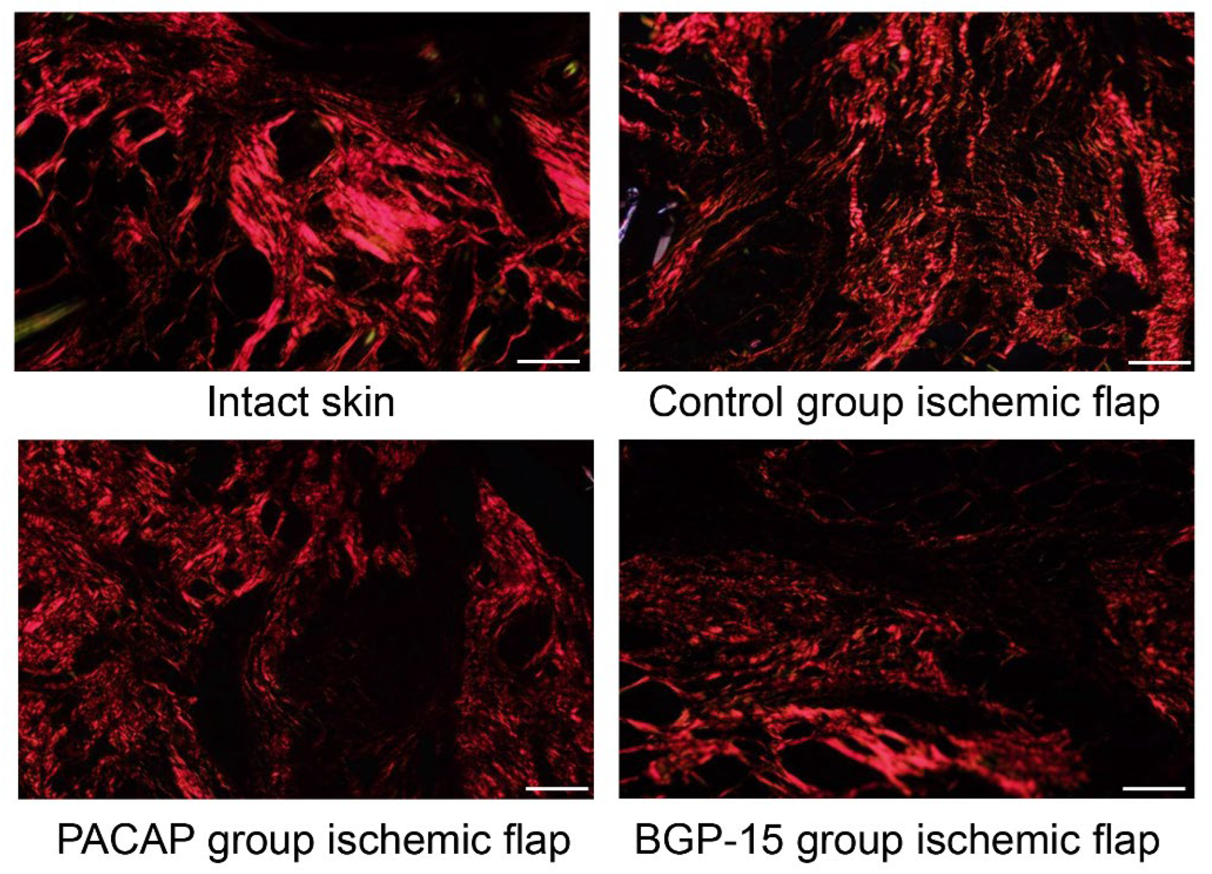 Biomedicines 13 02129 g007 Biomedicines 13 02129 g007