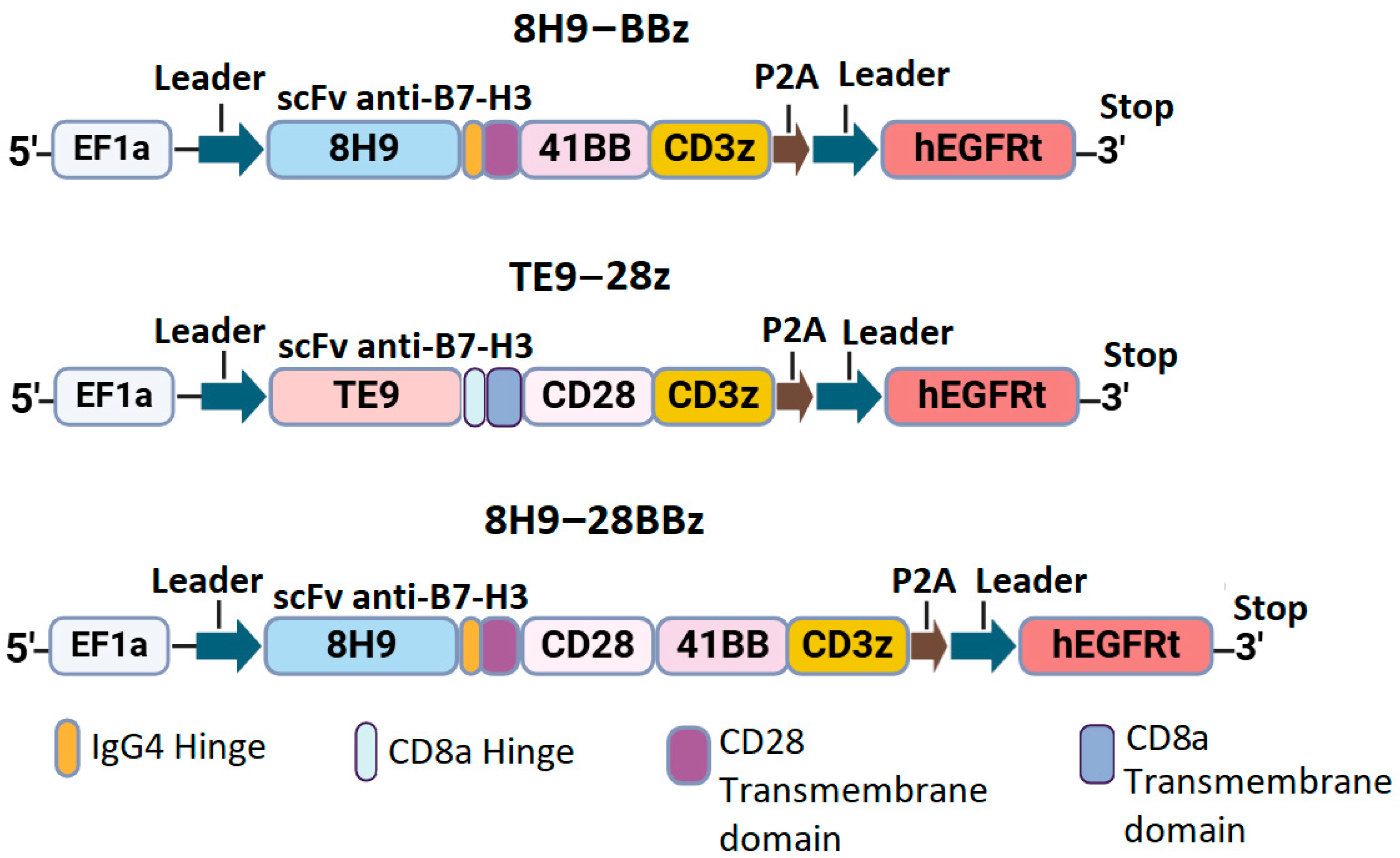 Biomedicines 13 02130 g001